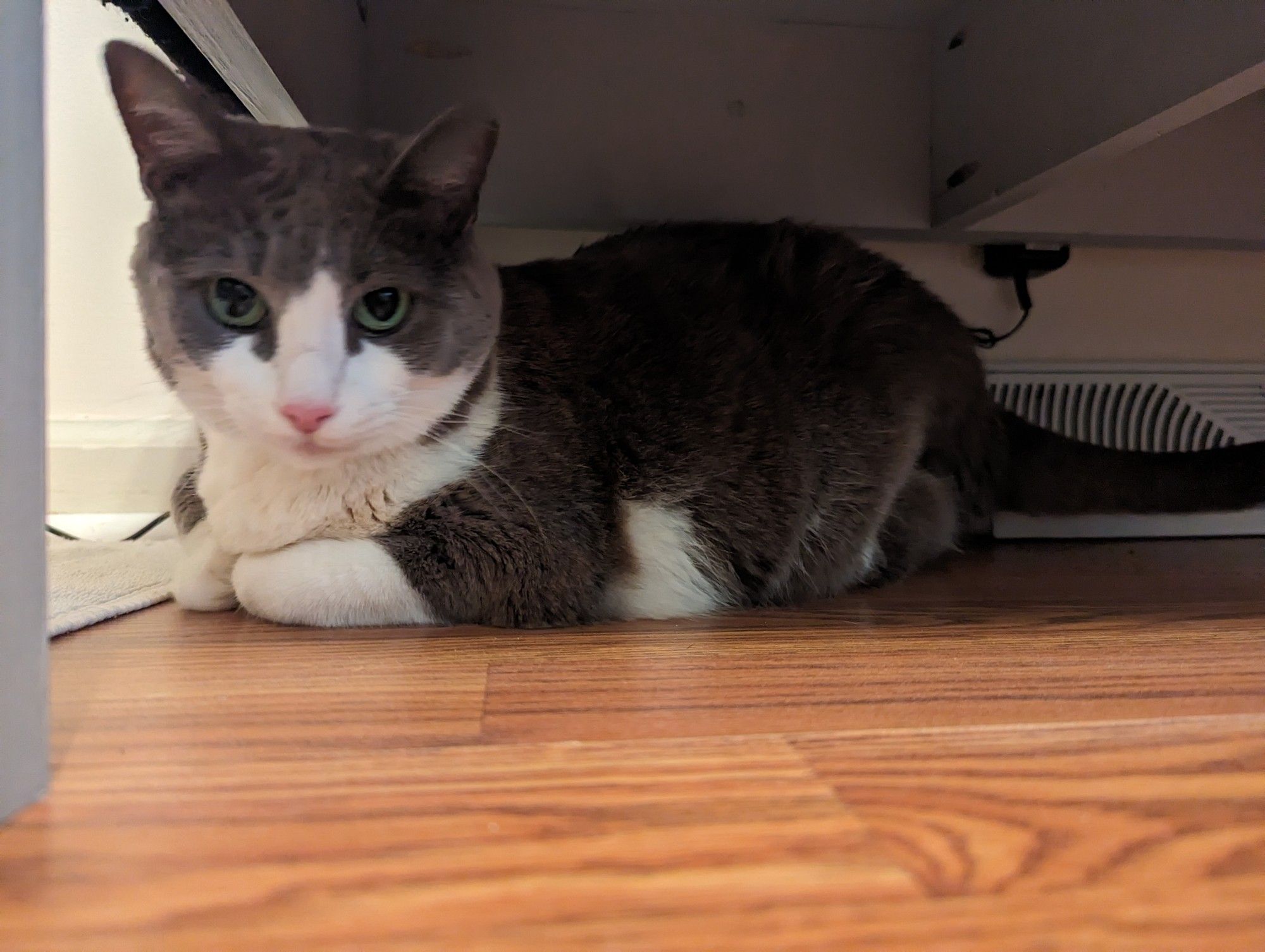 Grey and white cat with green eyes laying underneath a piece of furniture staring into the camera.