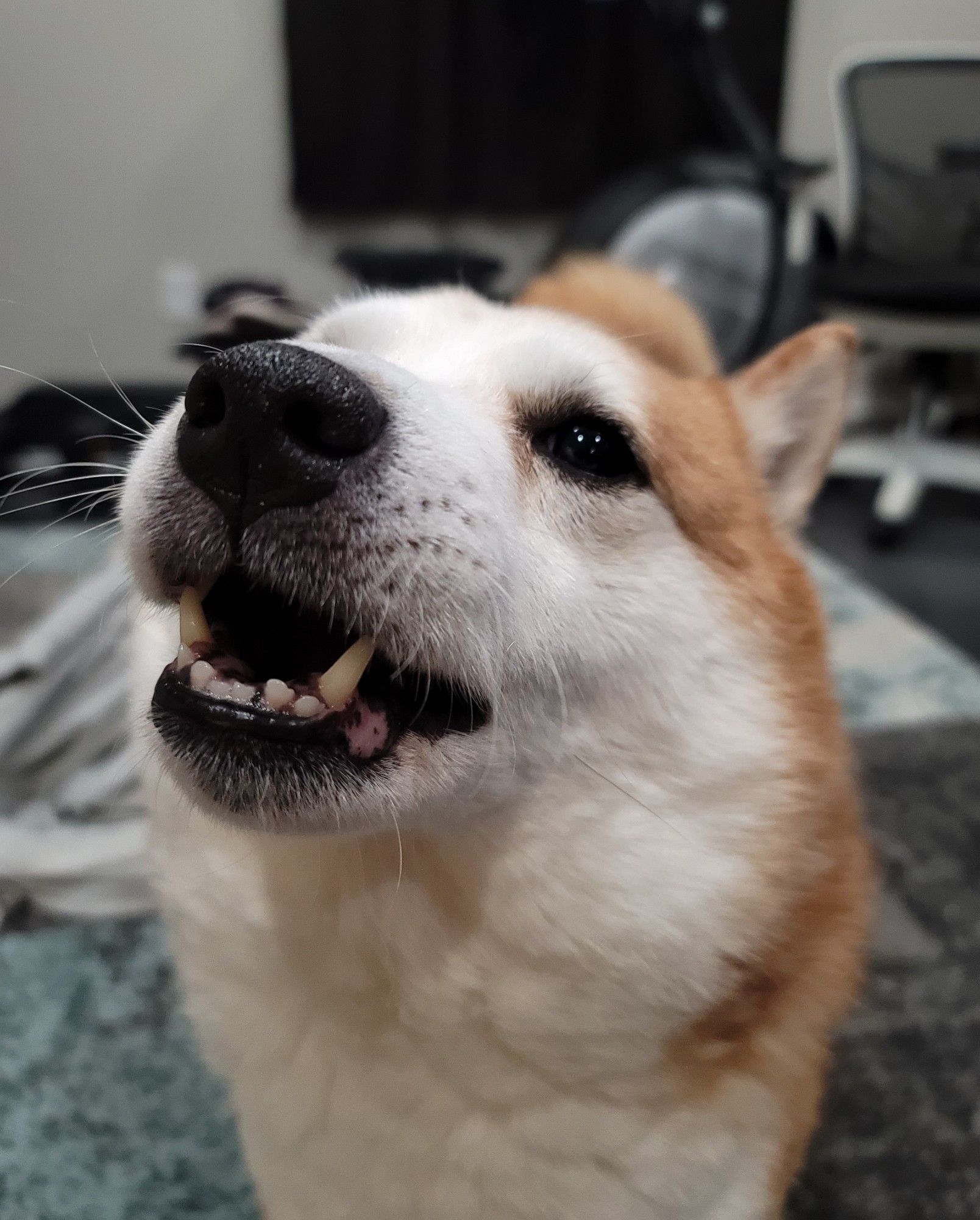 An orange and white shiba iny standing on a rug that's various shades of light blue and grey. He his facing toward the viewer's left, looking toward the camera, with his mouth open and bottom teeth showing. Picture is showing from his torso up, legs are not visible. 

The background also includes a light blue blanket behind him, on the left, an elliptical further behind him with black curtains behind it, and a white and black office chair behind and to the right him - all out of focus.