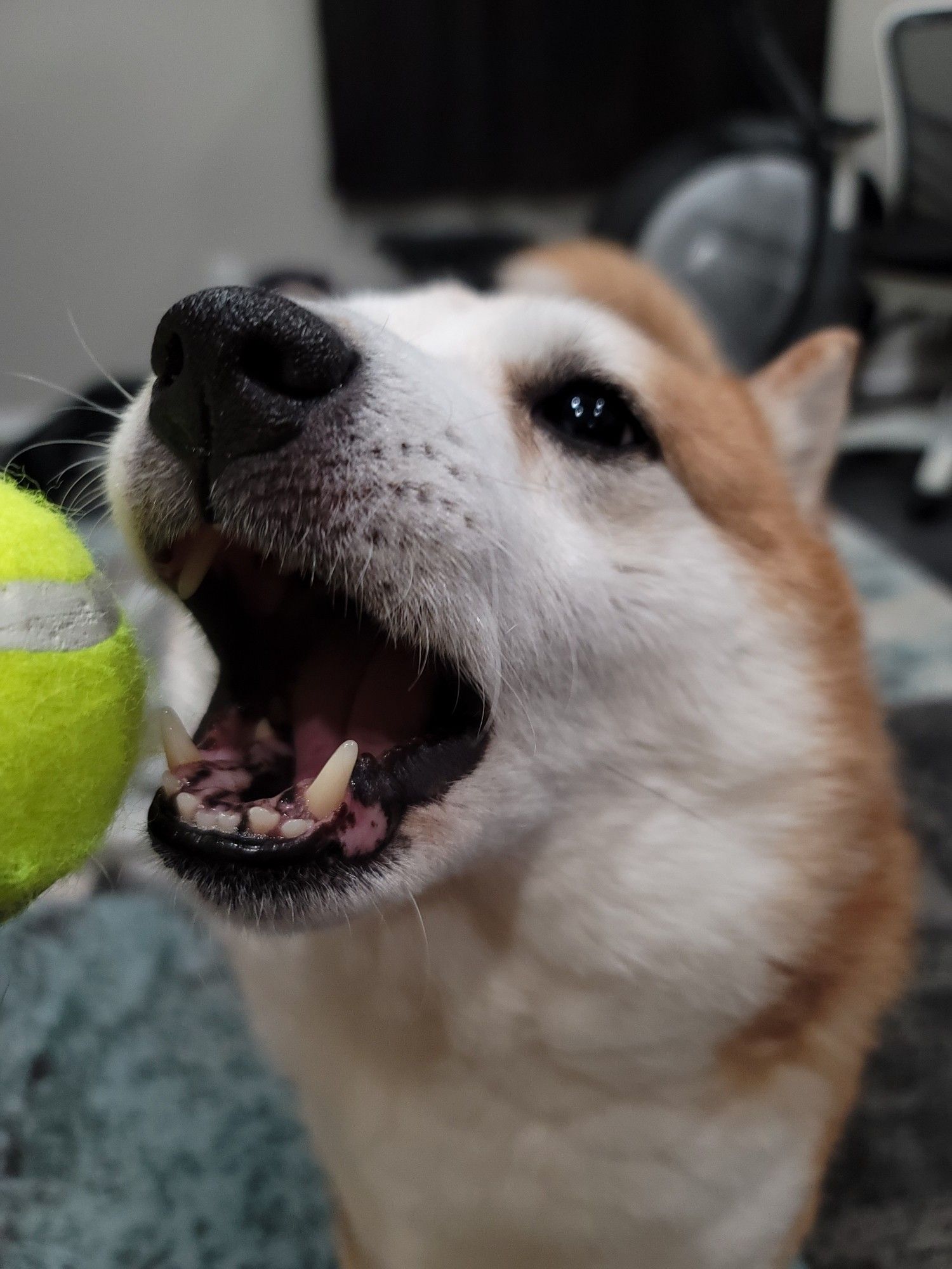 Similar to the first picture, only this time there is now part of a bright yellow tennis ball visible on the viewer's left, and the dog is leaning toward the ball, mouth open, ready to to grab it.