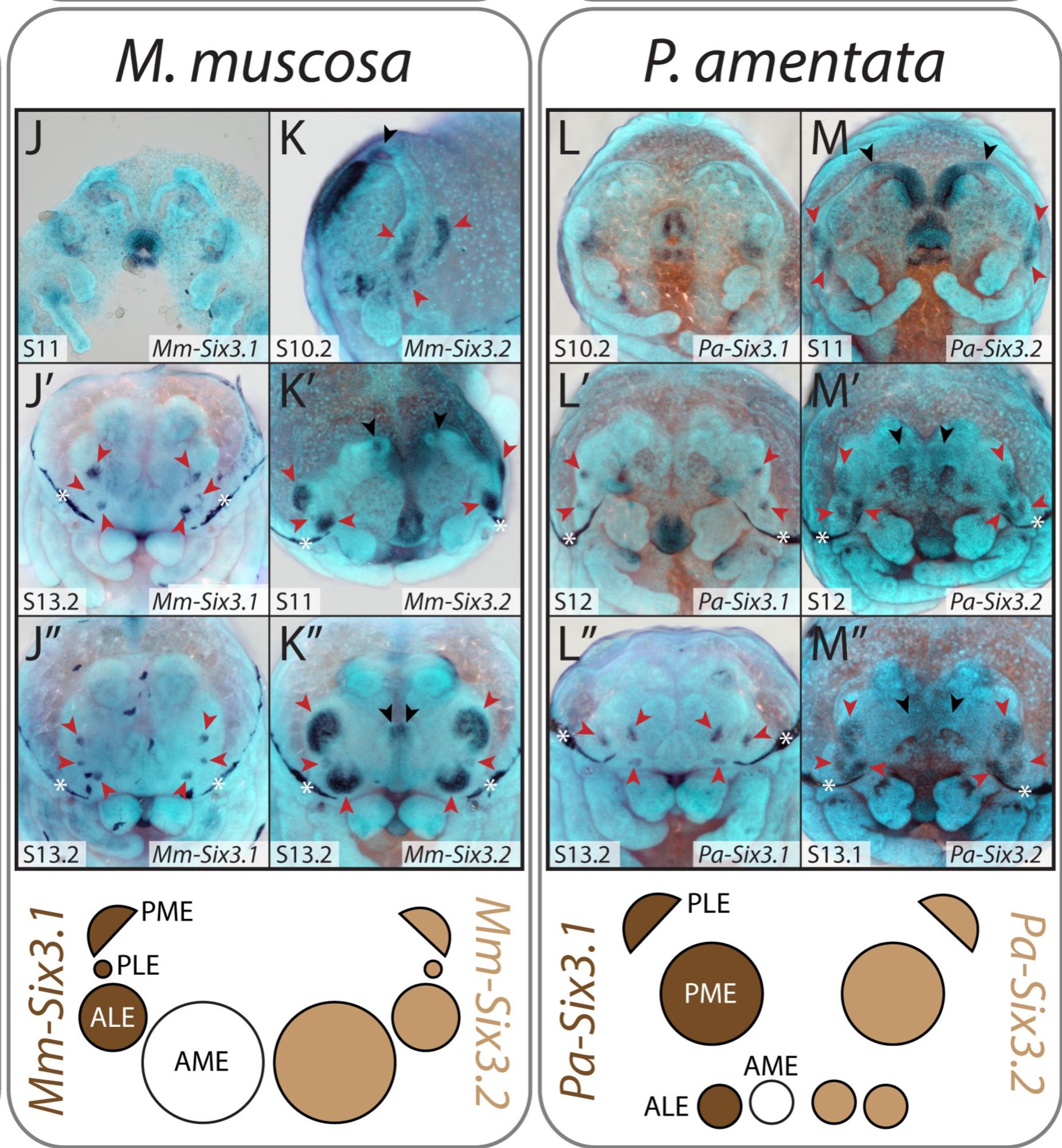 Six3 gene expression patterns in a jumping and wolf spider