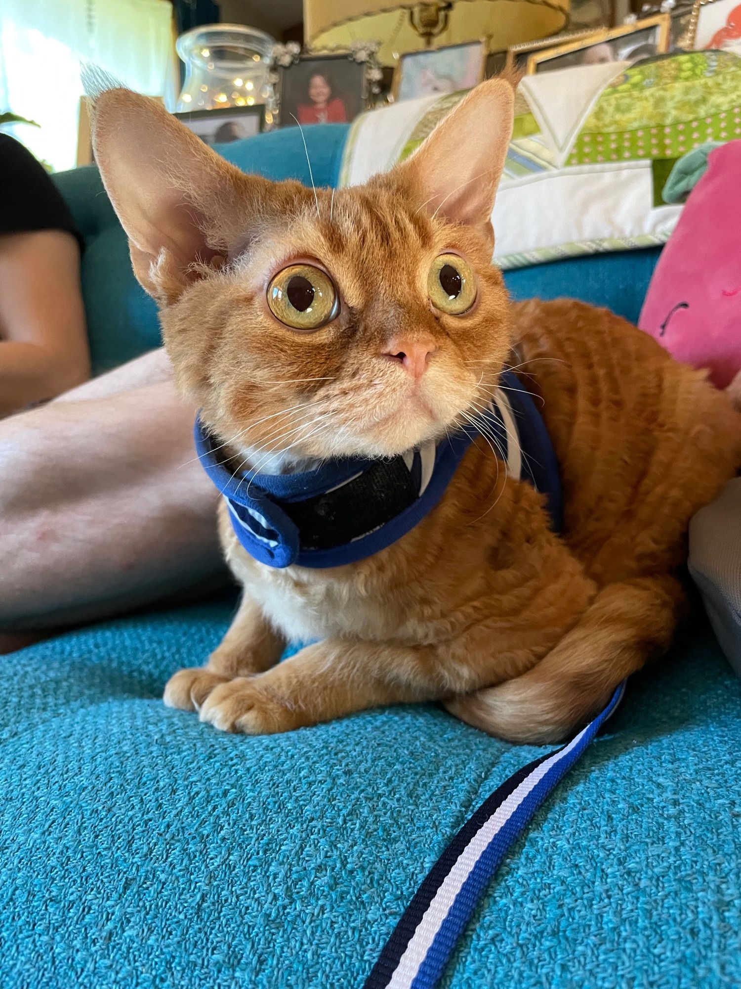 photo of a rex cat sitting on a couch, wearing a sailor outfit