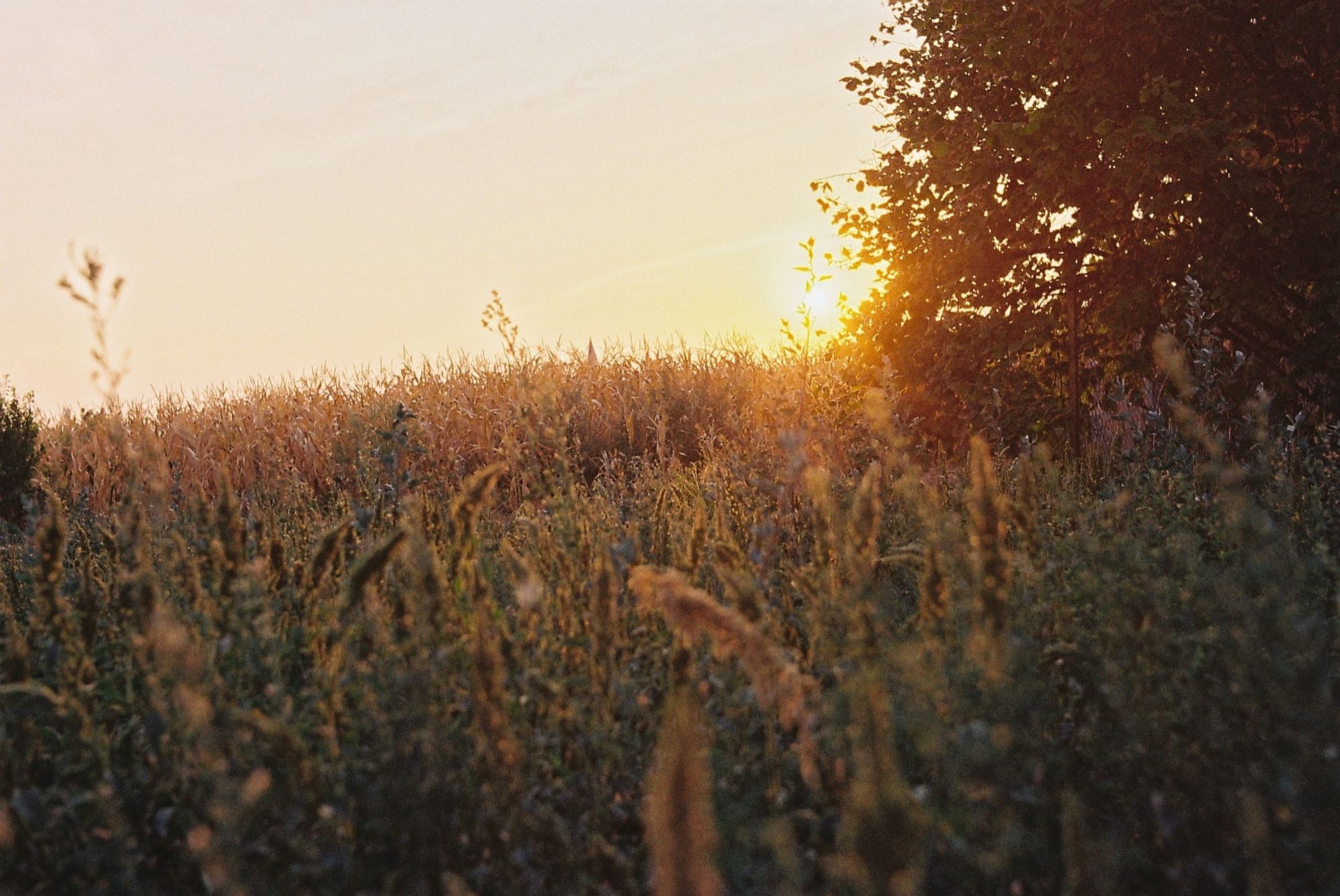 Sunset over tall grass and yellowing corn with a low vantage point.