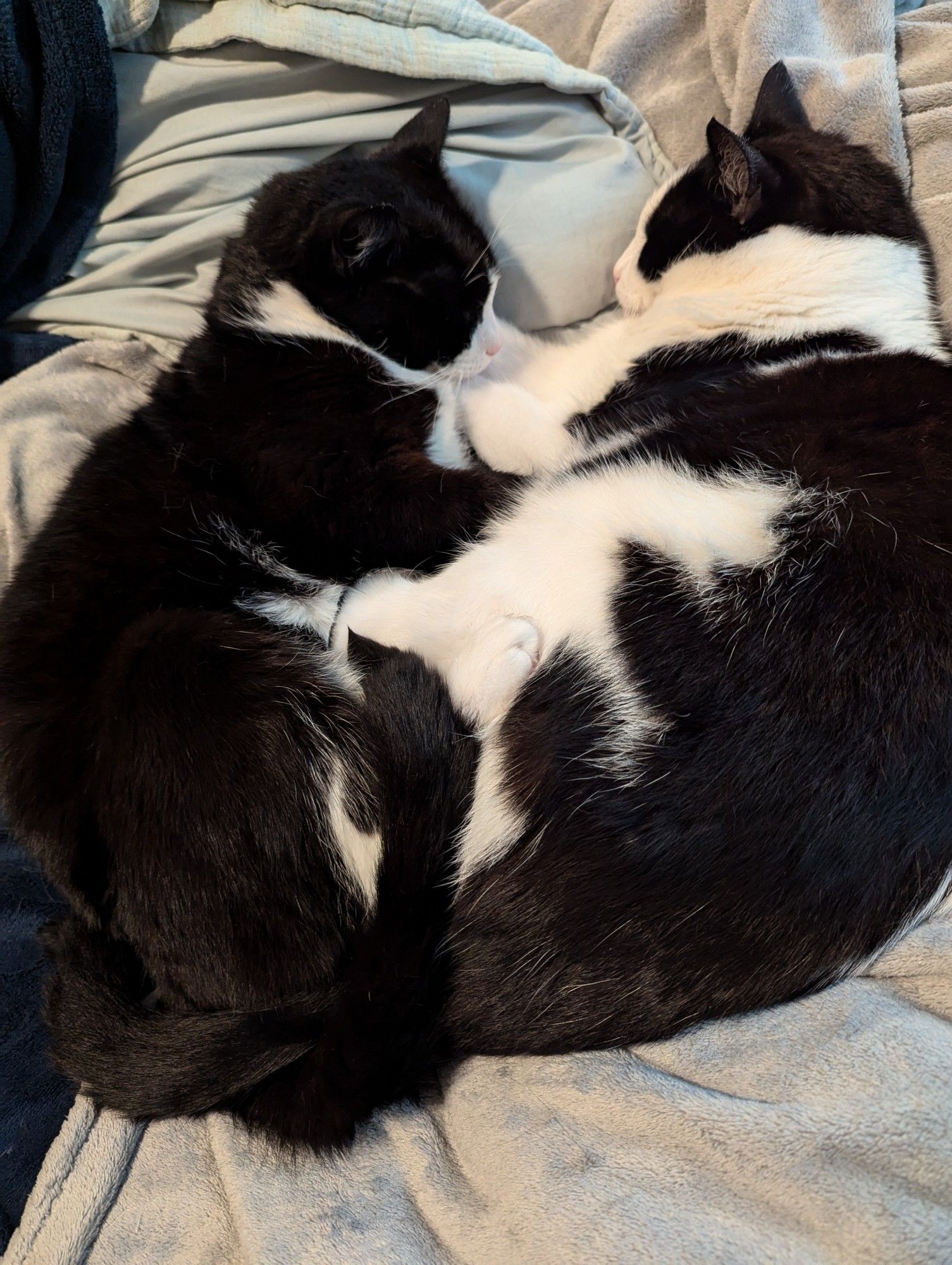 Two black and white cats snuggling on a fuzzy blanket.