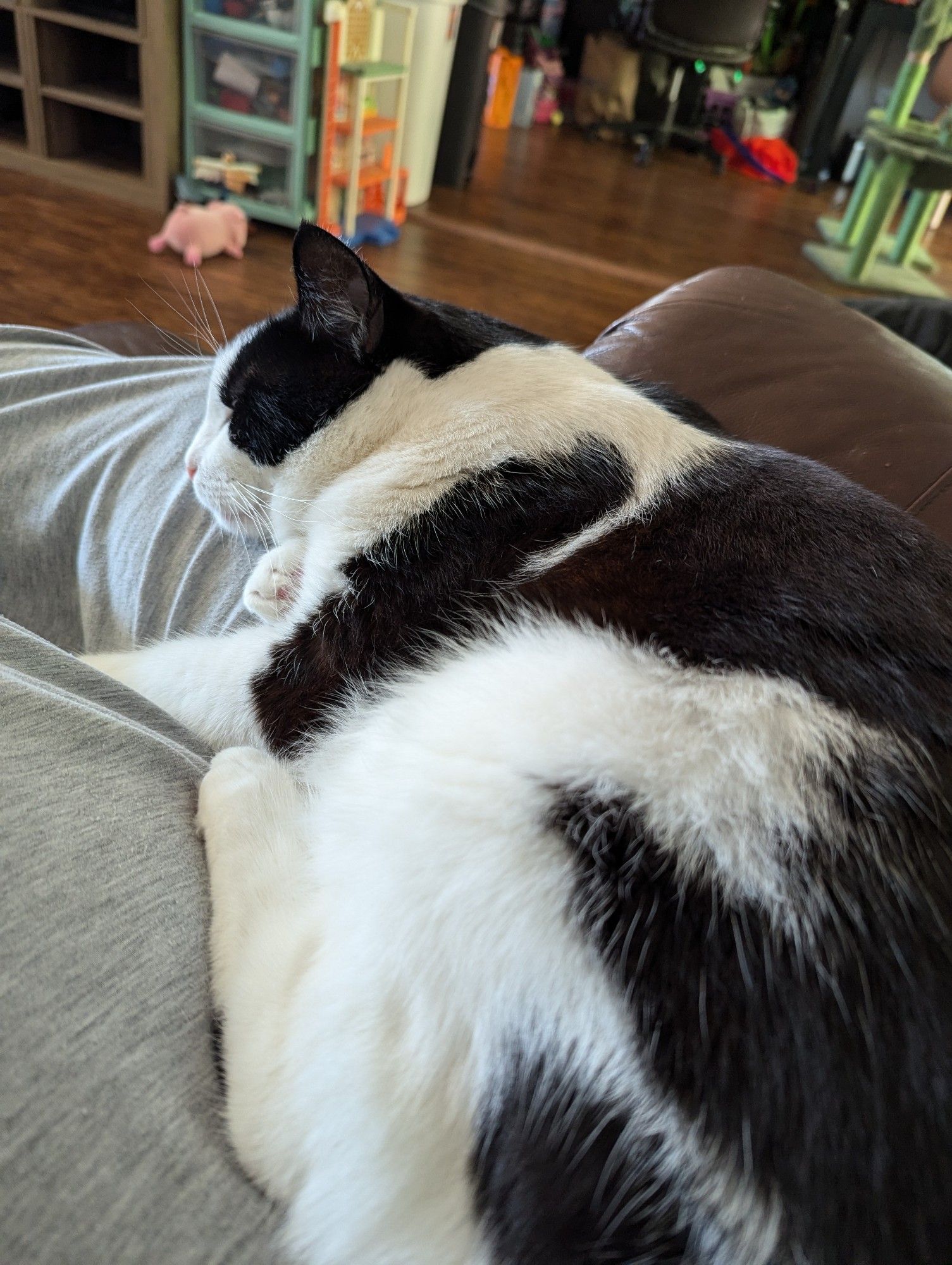 A black and white cat napping on his human's lap. He looks extremely comfy.