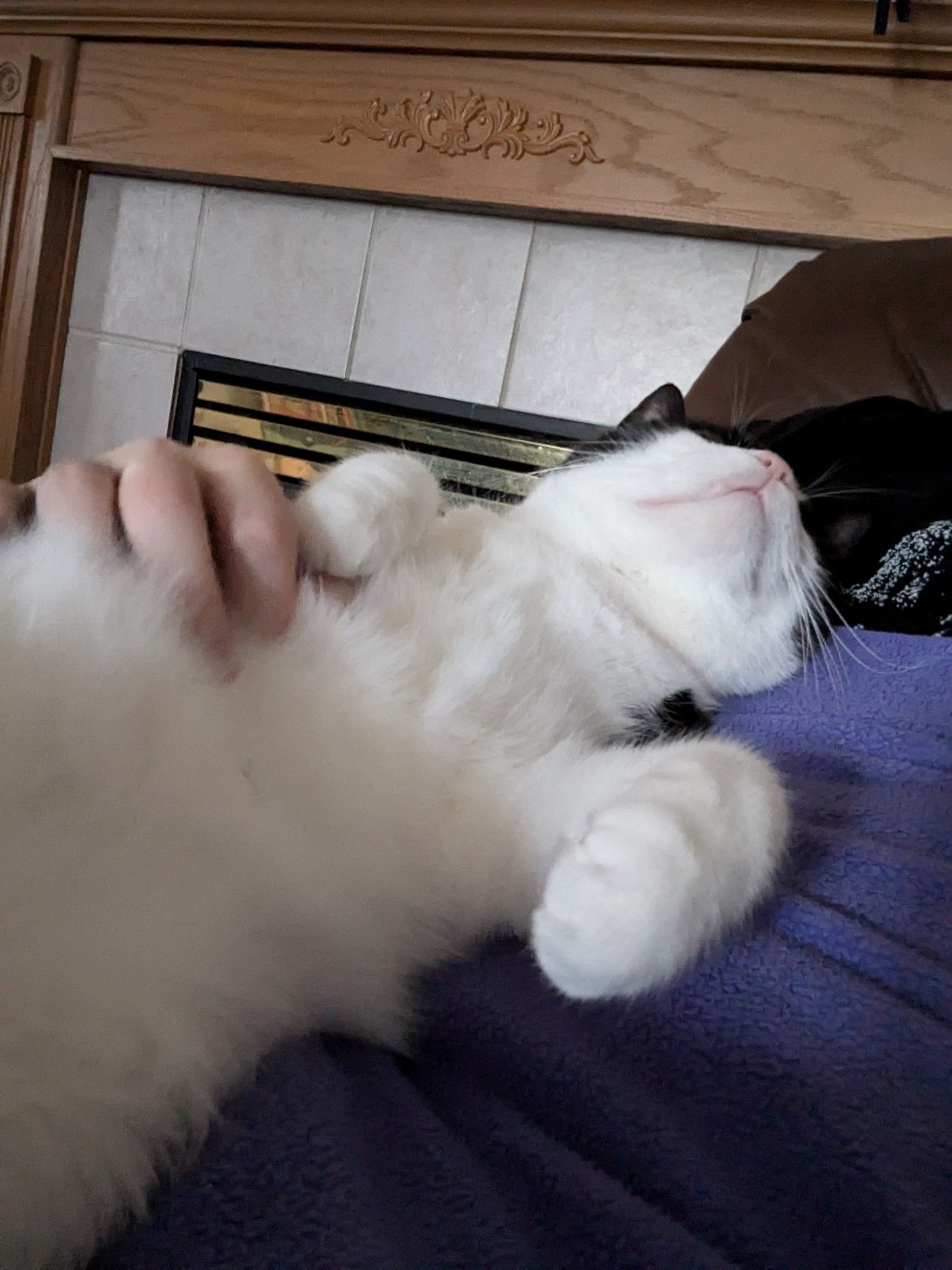 A black and white cat laying belly up on his human. The cat looks extremely comfortable.