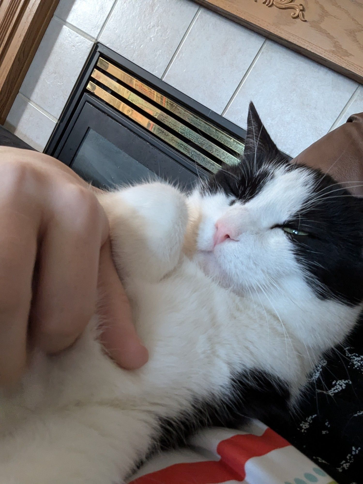 A black and white cat snuggling in his human's arm. He only has one eye open due to being extremely comfy.