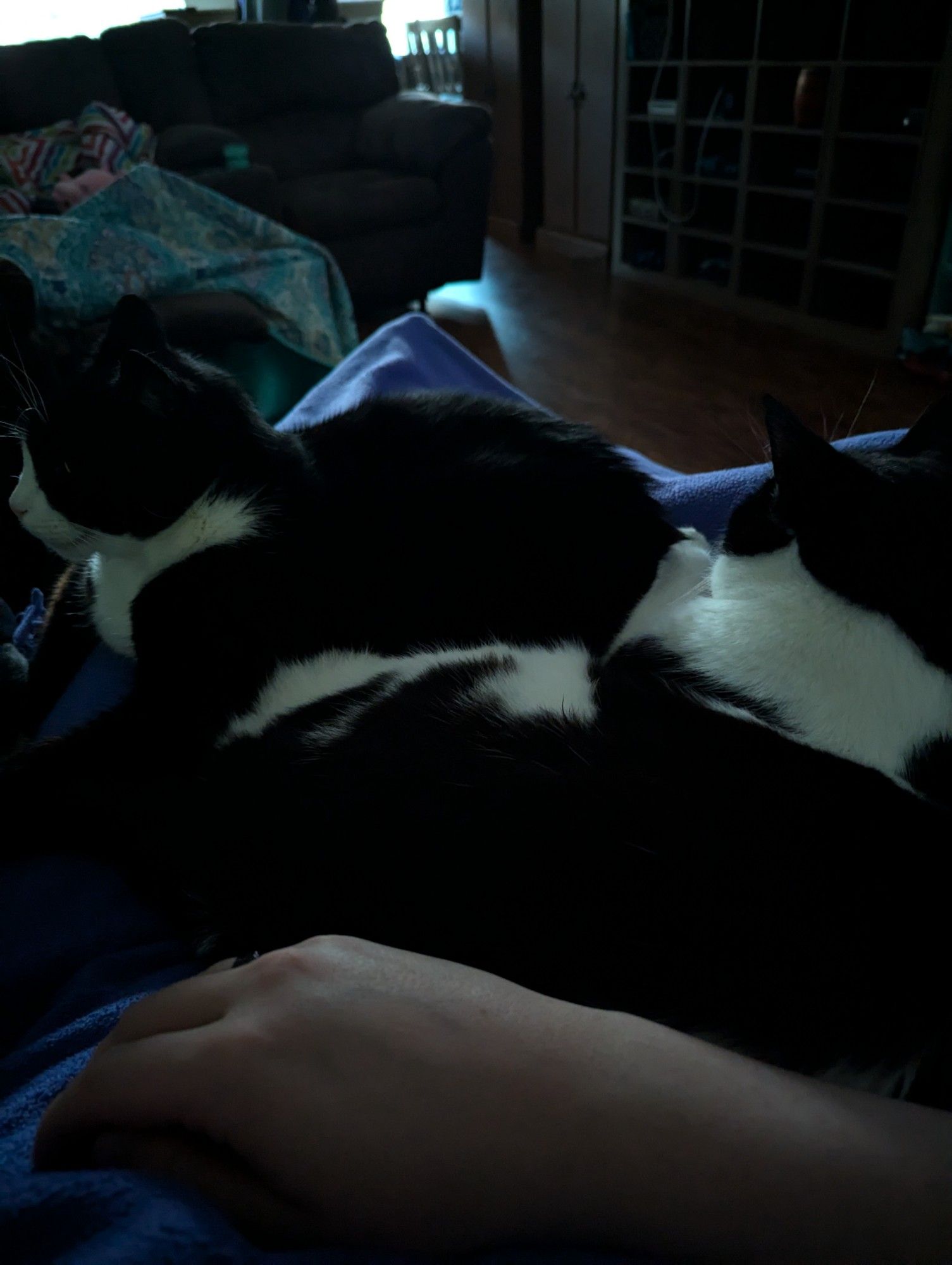 Two black and white cats laying on their human's lap covered by a purple blanket.