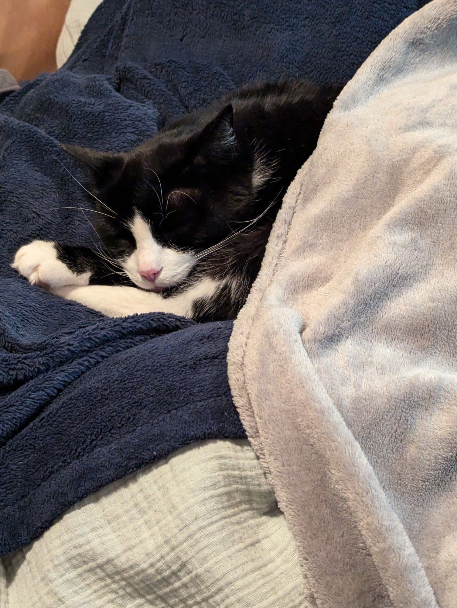 A black and white tuxedo cat curled up on a blue fuzzy blanket. A beige fuzzy blanket is covering half his body as he naps.