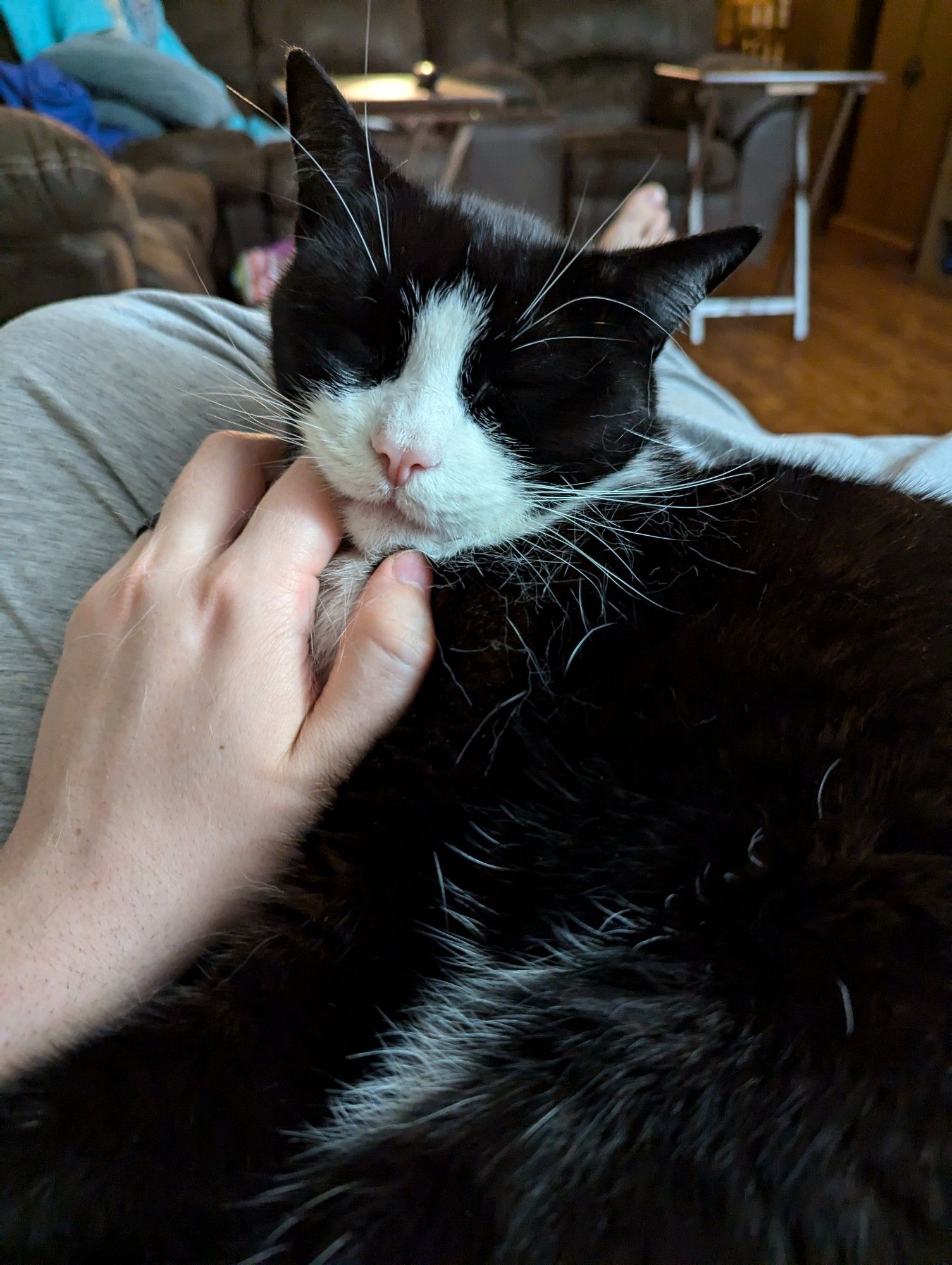 A black and white tuxedo cat laying on his human's lap. His head is resting on the human's hand as he falls asleep from comfy chin scratches.