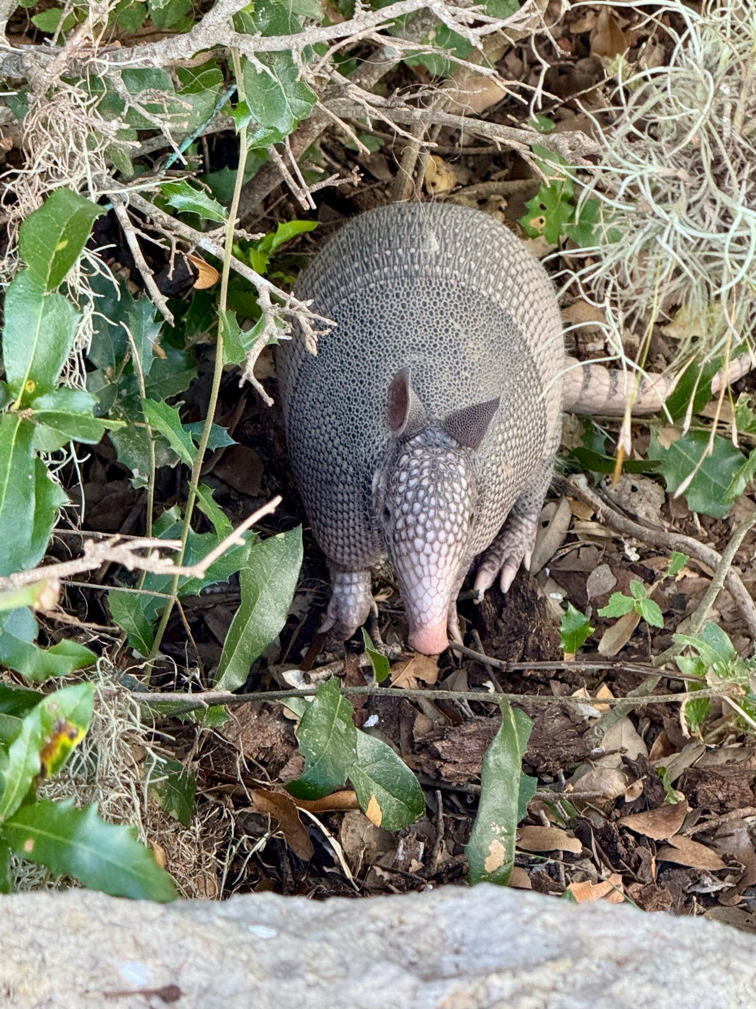 An armadillo looking at the camera with a pink snout, patterned face, very cute looking critter