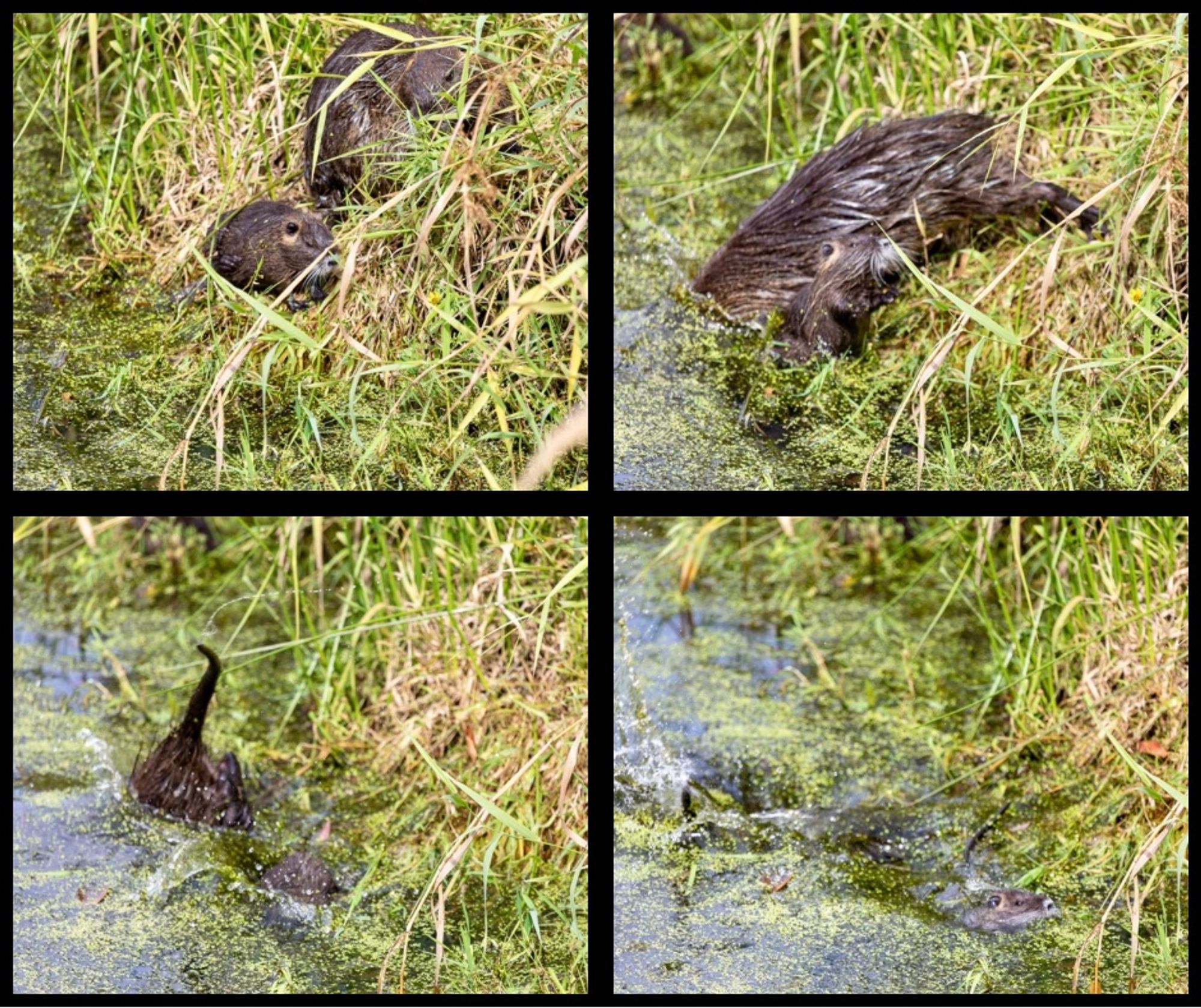 Shows an adult Nutria knocking a baby nutria into the water.