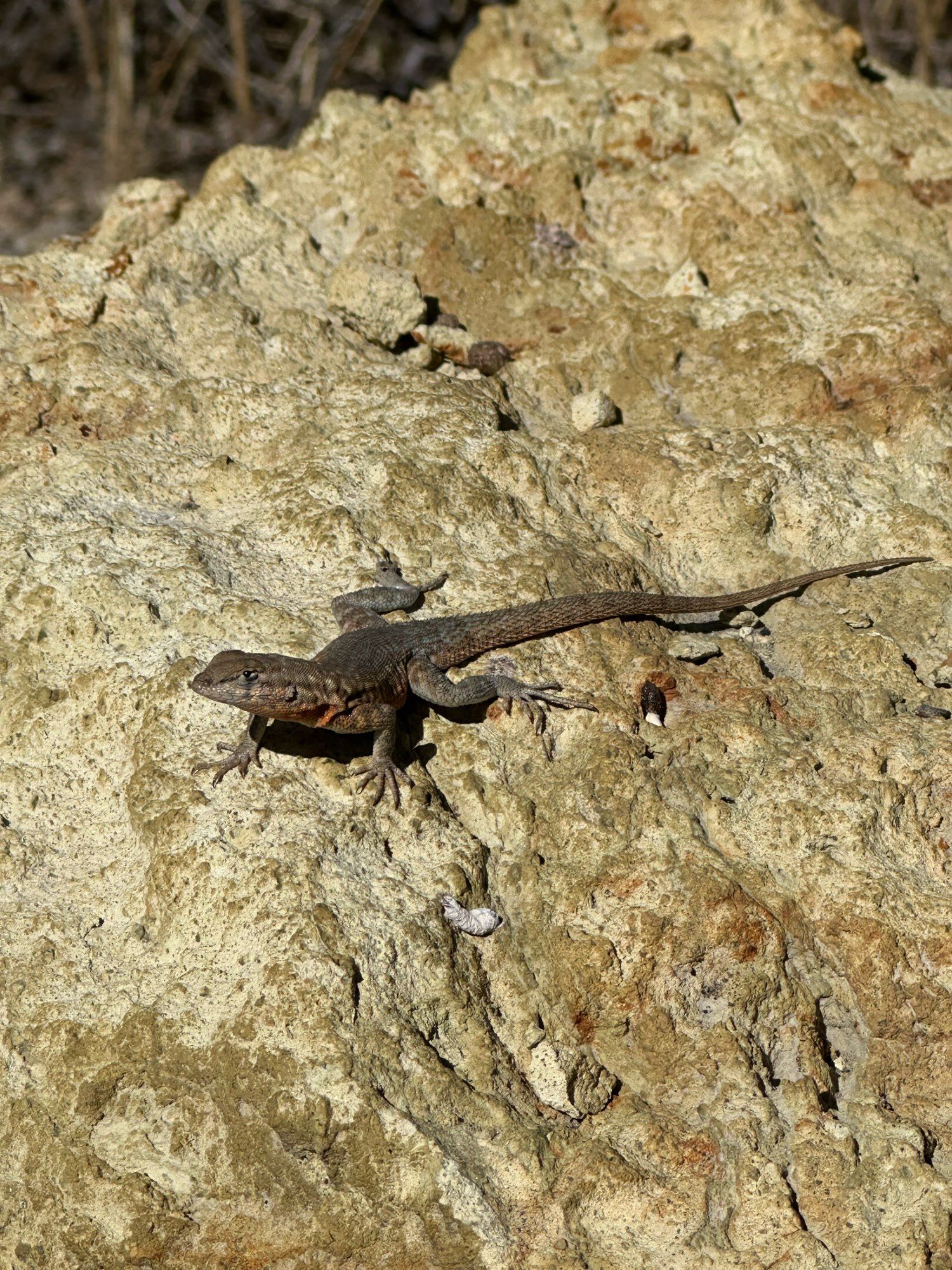 Shows a lizard basking on a rock in Leslie Gulch.