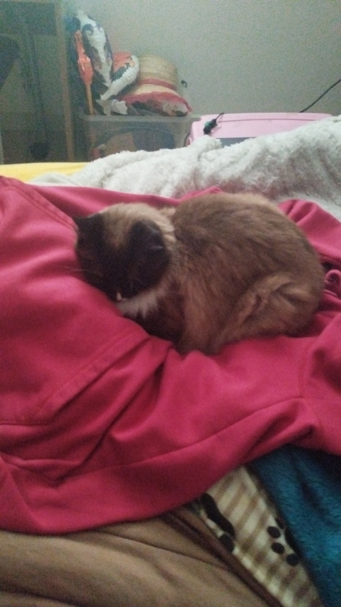 Gato deitado em cima de um moletom vermelho
Cat lying on top of a red sweatshirt