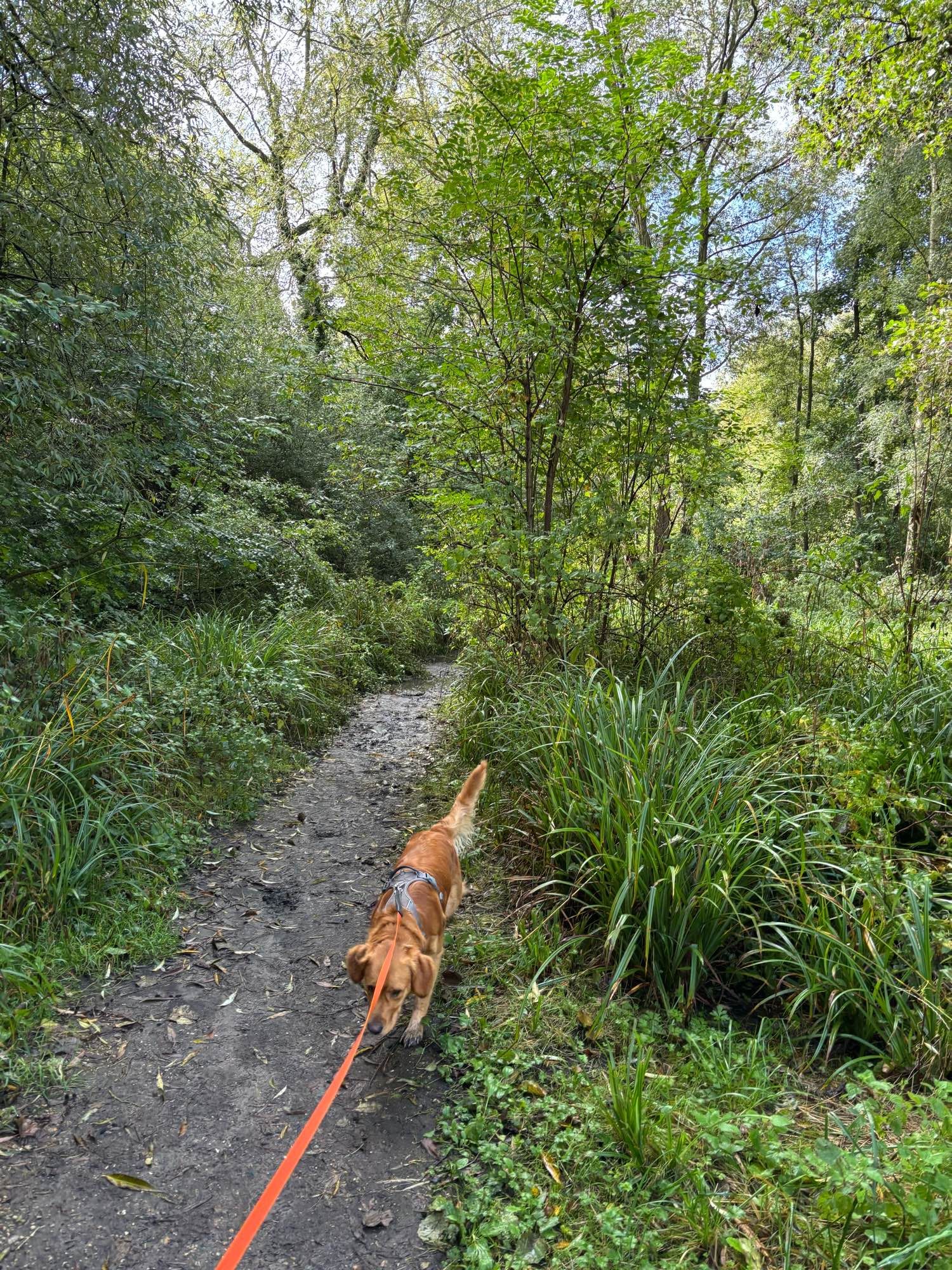 The image shows a narrow dirt path winding through a lush, green forest or wooded area. The path is surrounded by tall grass, shrubs, and various types of trees with dense foliage. In the foreground, a dog with reddish-brown fur is walking along the path, attached to a bright orange leash. The dog appears to be leading the way down the trail, with its back to the camera. The scene suggests a peaceful nature walk or hike with a canine companion.​​​​​​​​​​​​​​​​