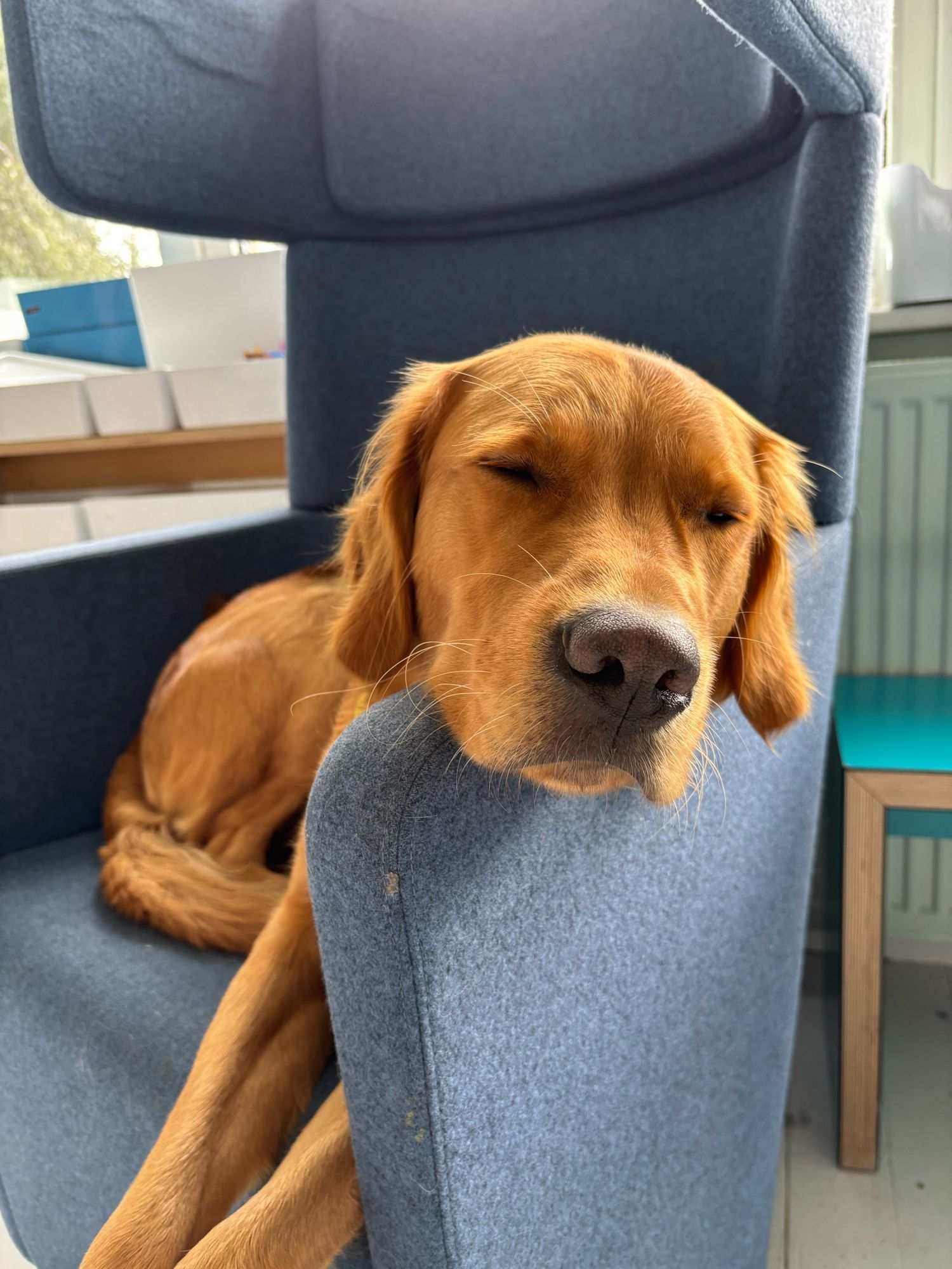 The image shows a golden retriever dog resting on a blue-gray upholstered chair or sofa. The dog has its eyes closed and appears to be sleeping or very relaxed. Its head is resting on the arm of the chair, and its golden fur contrasts nicely with the blue-gray fabric. The dog's nose is prominently visible in the foreground. In the background, you can see a window and what looks like some books or papers on a surface, suggesting this might be in a home office or living room setting. The image gives off a cozy, peaceful atmosphere with the comfortable-looking dog taking a nap.​​​​​​​​​​​​​​​​