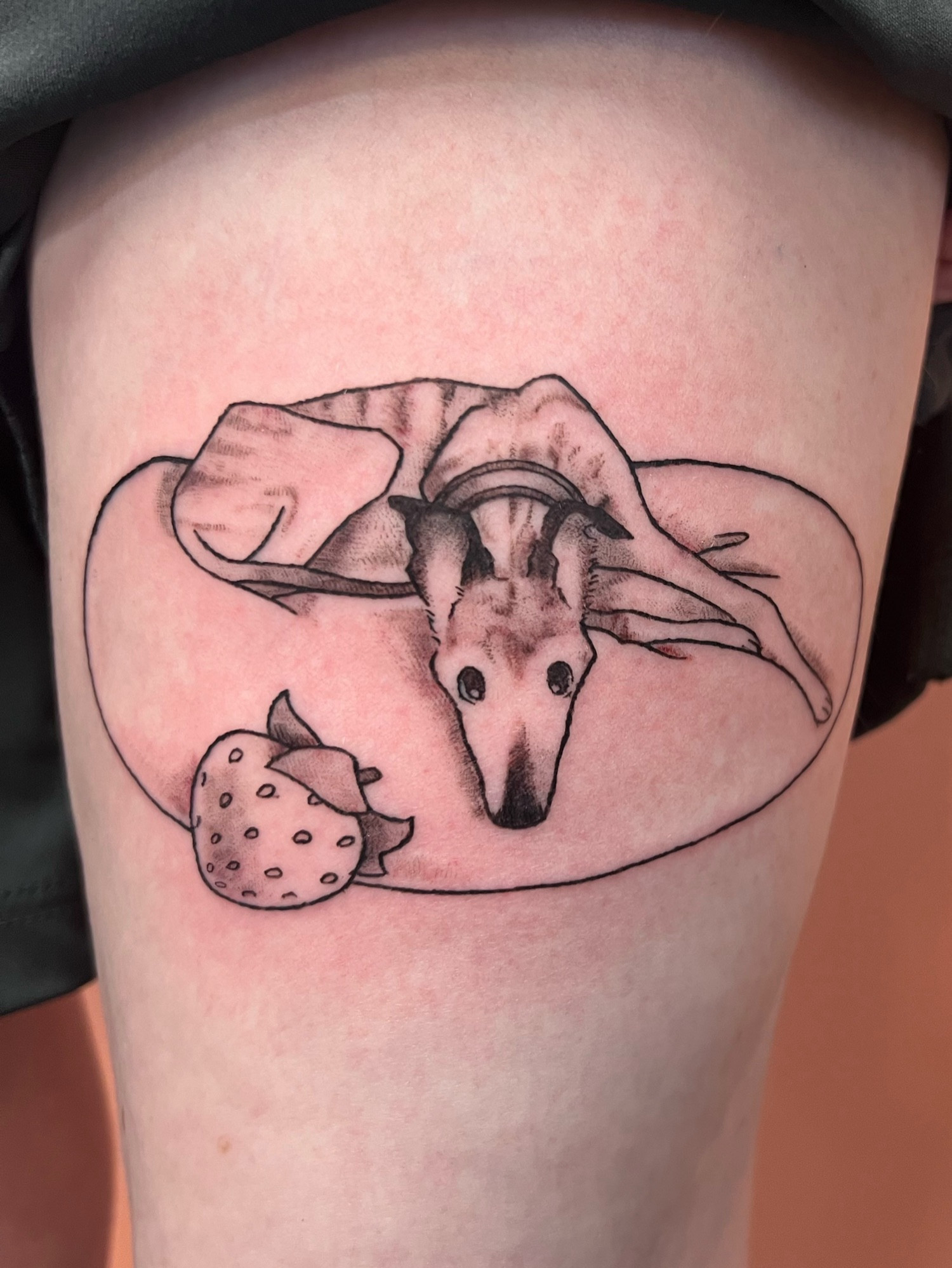 A black and grey tattoo on a clients thigh of a whippet with a brindled coat laying on a dog bed. There is a large strawberry plush next to his head.