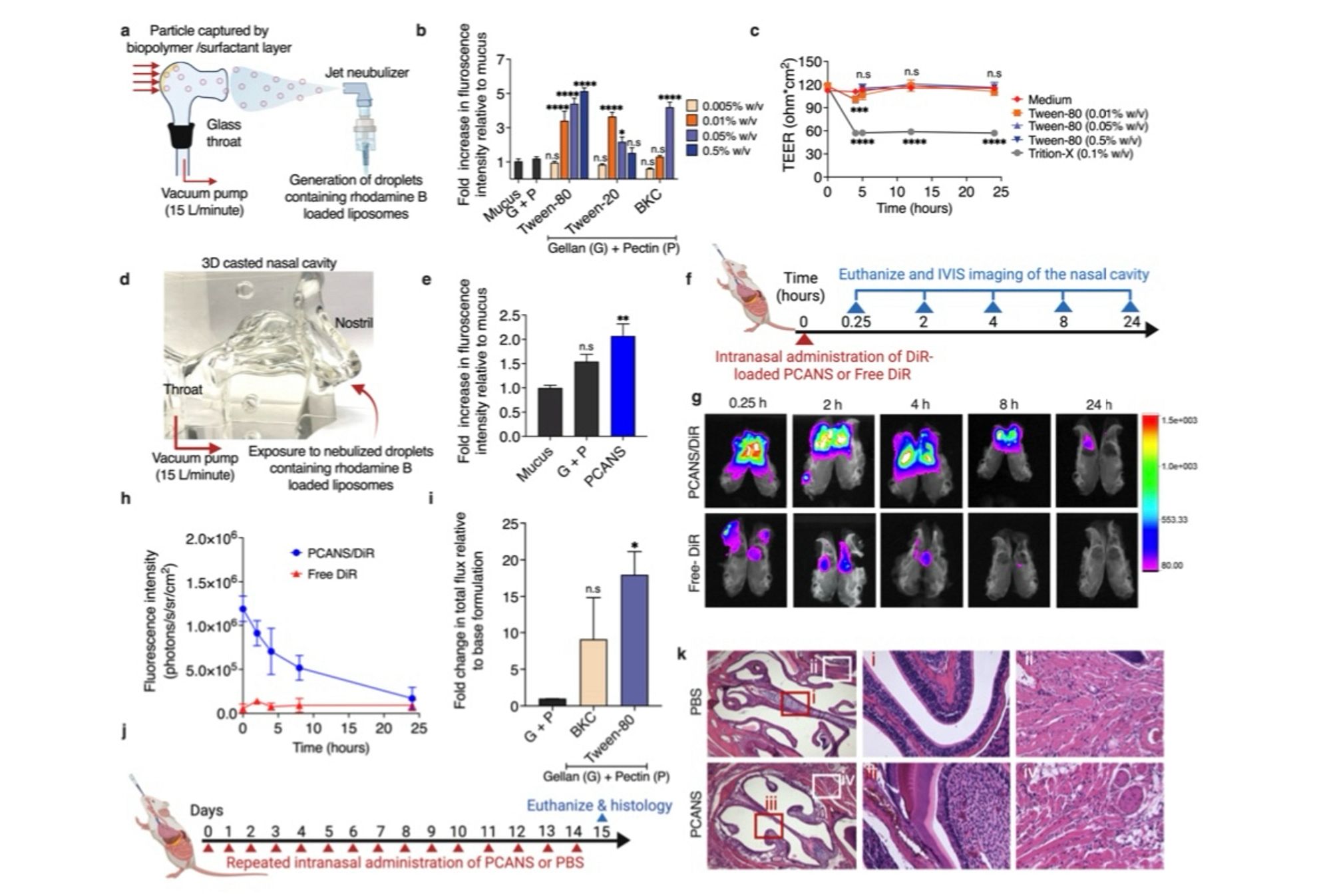 Fig. 4: PCANS enhances the capture of respiratory droplet-mimicking aerosol and exhibits prolonged nasal residence time in mice. (a) Experimental design for measuring the capture of respiratory droplet-
mimicking aerosol. A twin impinger was used to simulate the aerodynamics of the human respiratory tract.
Mucus or gellan and pectin solution (G+P), without or with different concentrations of Tween-80, Tween-20 or BKC was coated on the inner surface of the throat region of the impinger using a nasal spray device. Droplets with mass medial aerodynamic diameter >5 um and laden with rhodamine B-loaded liposomes (size ~400 nm) were generated using a jet nebulizer and administered into the impinger under vacuum (15 L/min). Droplet
capture was determined by quantifying the fluorescence intensity of rhodamine B in the biopolymer/surfactant mixture or mucus layer. (b) Fold increase in fluorescence intensity with respect to mucus. ***P < 0.0001, *P< 0.05 compared to mucus. (c) Transepithelial el