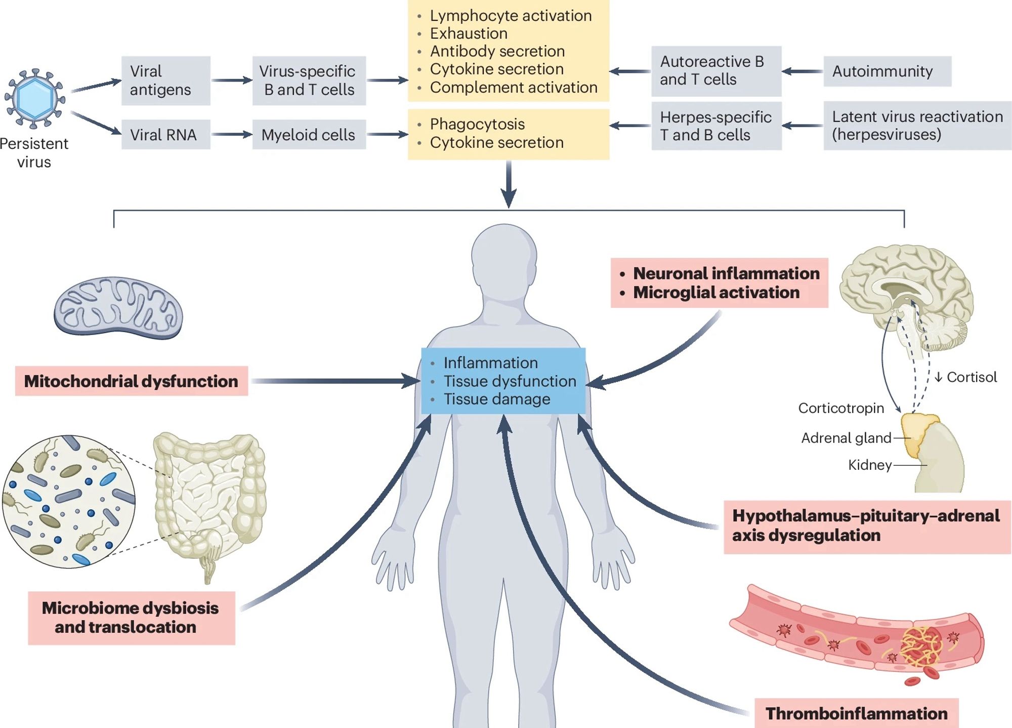 Fig. 3: Mechanisms of long COVID.