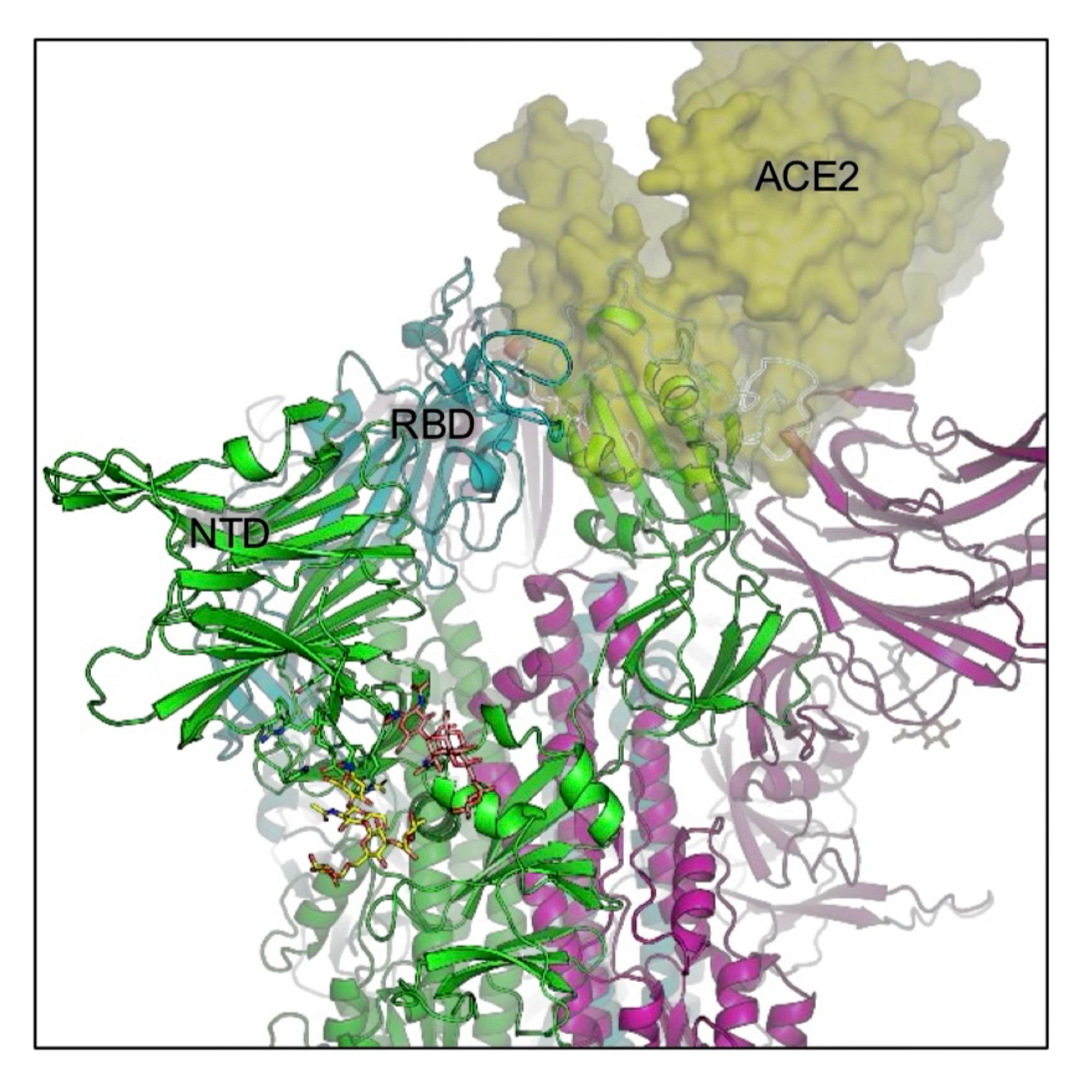 Figure 8: Structural modeling of key NTD mutations in LB.1, KP.2.3, and KP.3.1.1. The down conformation reduces RBD accessibility to the ACE2 receptor (yellow surface).