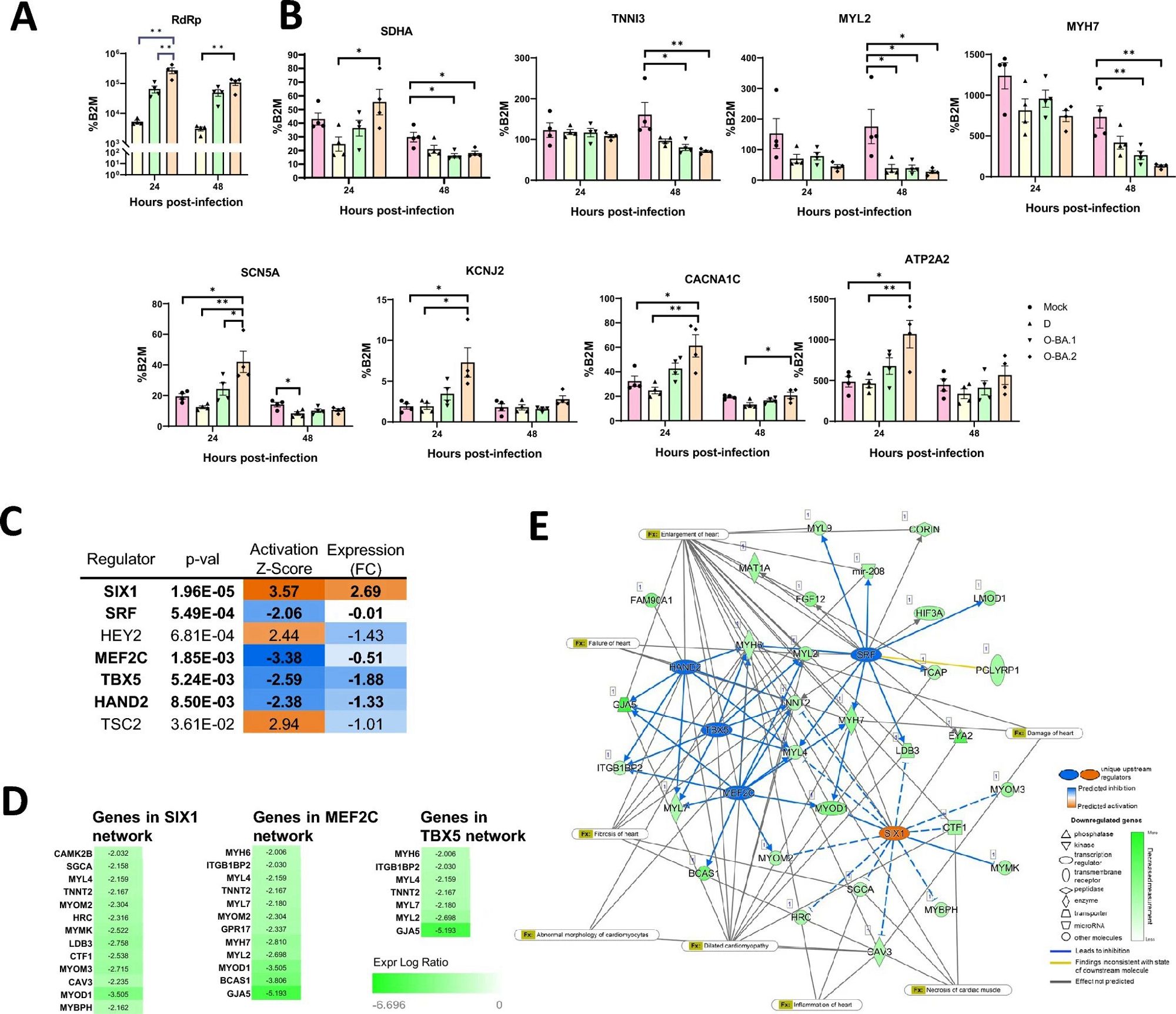 Delta, Omicron BA.1, and BA.2 induce distinct expression changes in hiPSC-CMs. Human iPSC-CMs were infected with Delta (D), Omicron BA.1 (O-BA.1) or BA.2 (O-BA.2) at MOI of 1. The expression of A RdRp, B genes important for cardiac function was measured by RT-qPCR, normalised to B2M expression. Data are mean ± SEM, n = 4 biological replicates. Statistical analysis was performed using one-way ANOVA followed by Tukey’s multiple comparisons test; *p < 0.05, **p < 0.01, ***p < 0.001, ****p < 0.0001. Differentially expressed genes in BA.2 group were examined by Ingenuity pathway analysis to predict upstream regulators. C Activation z-score indicates the activation (+) and inhibition (−) of the regulator, significance is indicated by the p-value of overlap. Expression is shown as log of fold change (FC). Regulators with consistent direction of activation score and expression change are shown in bold; D predicted downstream genes of selected regulators and E diagram of regulatory network, …