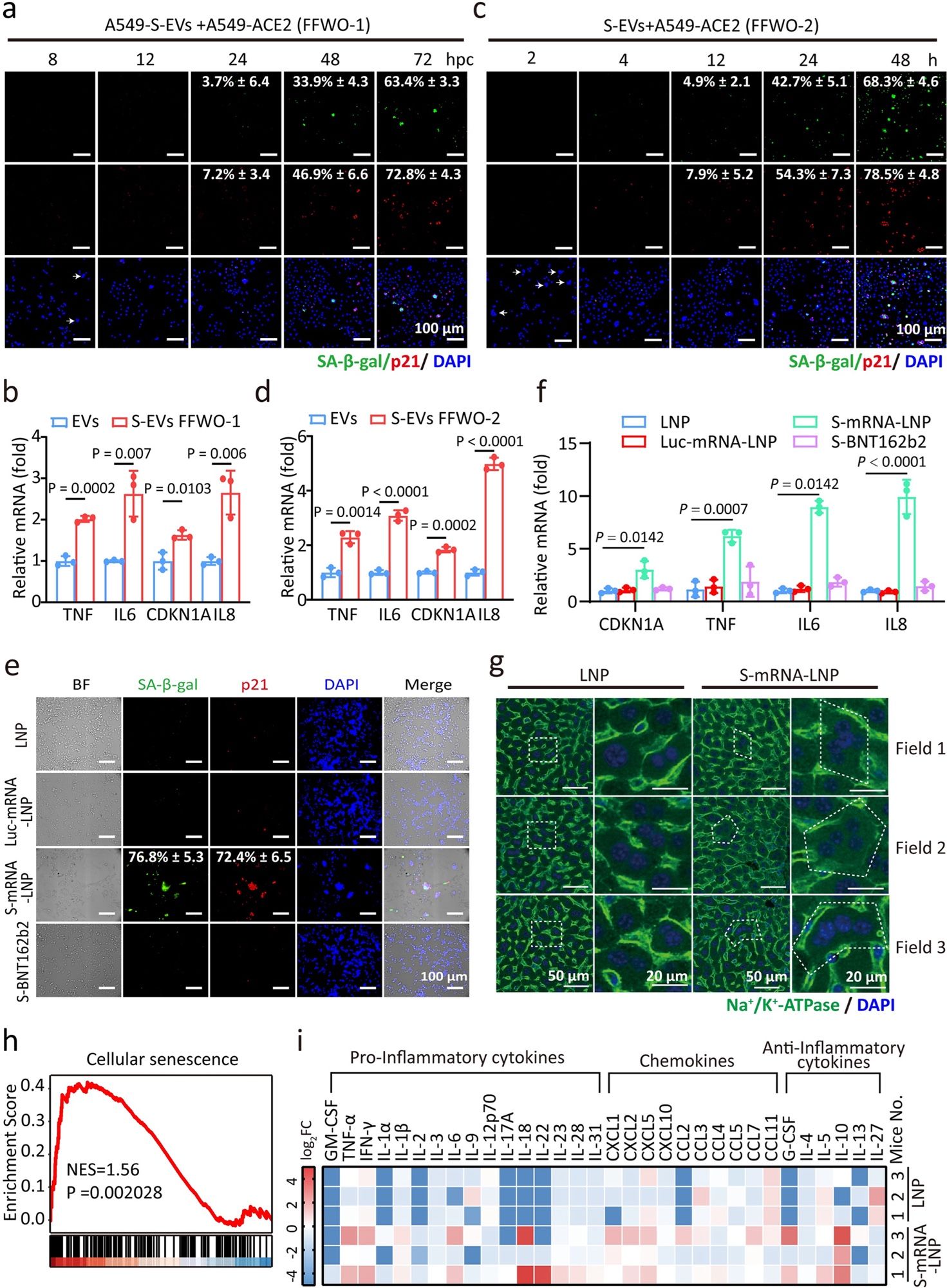 SARS-2-S delivery by EVs or mRNA triggers syncytial senescence.
a, c, e, SA-β-gal and p21 staining of A549-S-EVs and A549-ACE2 cocultured cells (a, fusion from without (FFWO-1)) or A549-ACE2 cells treated with S-EVs (c, FFWO-2) or A549-LNP/A549-Luc-mRNA-LNP/A549-S-mRNA-LNP/A549-S-BNT162b2 and A549-ACE2 cocultured cells (e) for the indicated times. Green, SA-β-gal staining; red, p21 staining; blue, DAPI staining. Scale bars represent 100 μm. b, d, f, Normalized expression of TNF, IL6, CDKN1A, and IL8 in A549 cells at 24 hpc from a (b), c (d), and e (f) by RT-qPCR. g, Immunohistochemical analysis of liver tissues from mice intramuscularly injected with a single dose of S-mRNA-LNP (0.12 mg/kg) or LNP at 24 h after injection. Green, Na+/Ka+-ATPase staining of the cell membrane; blue, DAPI staining. Scale bars represent 50 μm or 20 μm as indicated. h, Gene set enrichment analysis (GSEA) of genes related to cellular senescence in the livers from mice in g. NES, normalized enrichment score.