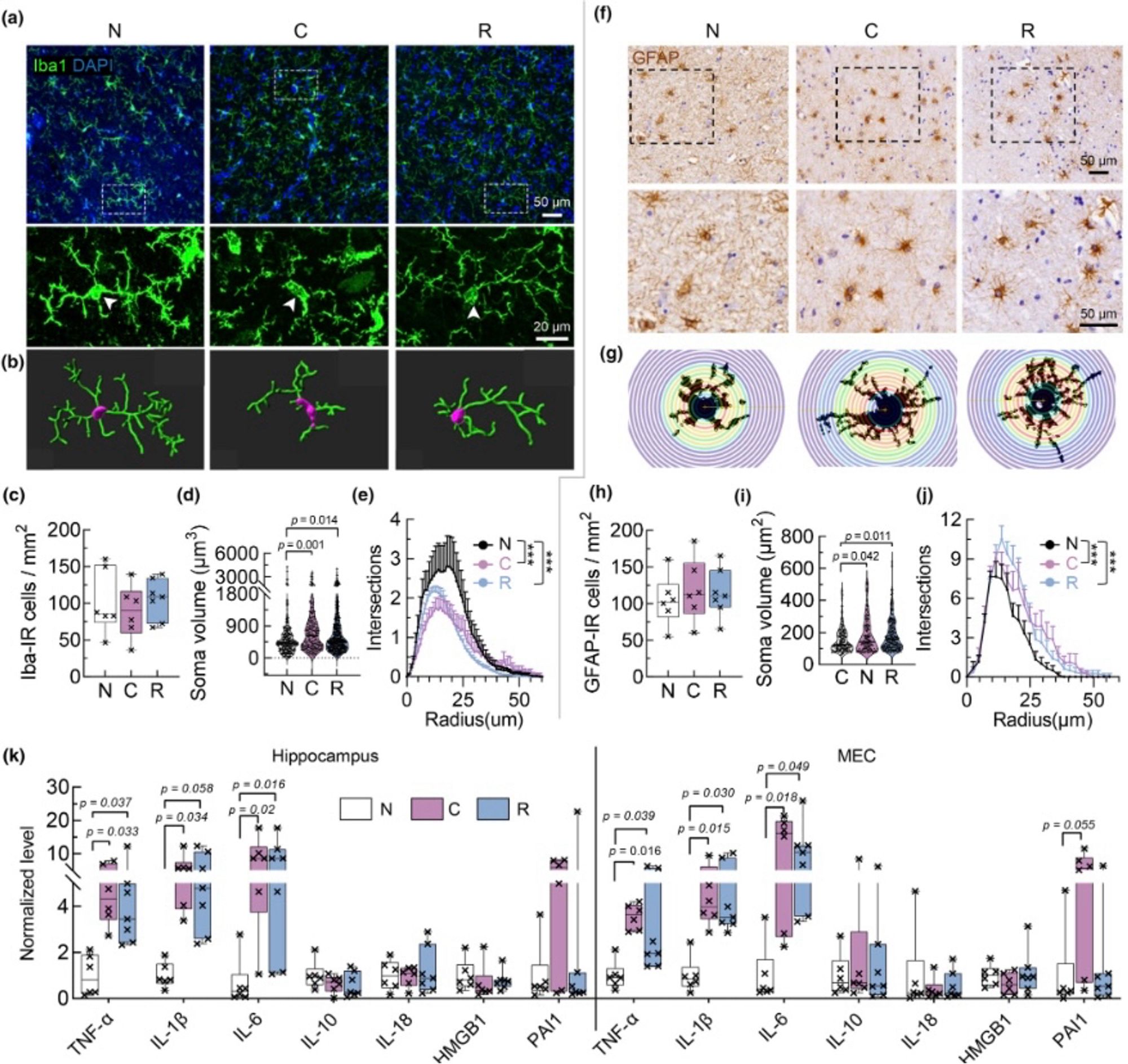 Prolonged upregulation of glia activation and inflammatory factors expression in the hippocampus post-acute COVID-19. (a, b) Representative immunofluorescent images (a) and 3D-reconstruacted morphology (b) of Iba1-stained microglia. (c–e) The number of microglia did not change (c), but soma volume significantly increased (d) and branches complexity decreased (e) in acute and post-acute COVID-19. N = 6–7 patients or 174–382 cells in each group, ***p < 0.001, one-way (c, d) and repeated measures (e) ANOVA followed by Tukey's multiple comparisons tests. (f, g) Representative immunohistochemical images (f) and Sholl analysis diagram (g) of GFAP-stained astrocytes. (h–j) The number of astrocytes did not change (h), but both soma volume (i) and processes complexity (j) significantly increased in acute and post-acute COVID-19. N = 6–7 patients or 108–194 cells in each group, ***p < 0.001, one-way ANOVA followed by Tukey's multiple comparisons tests. (k) mRNA levels of inflammatory factors …