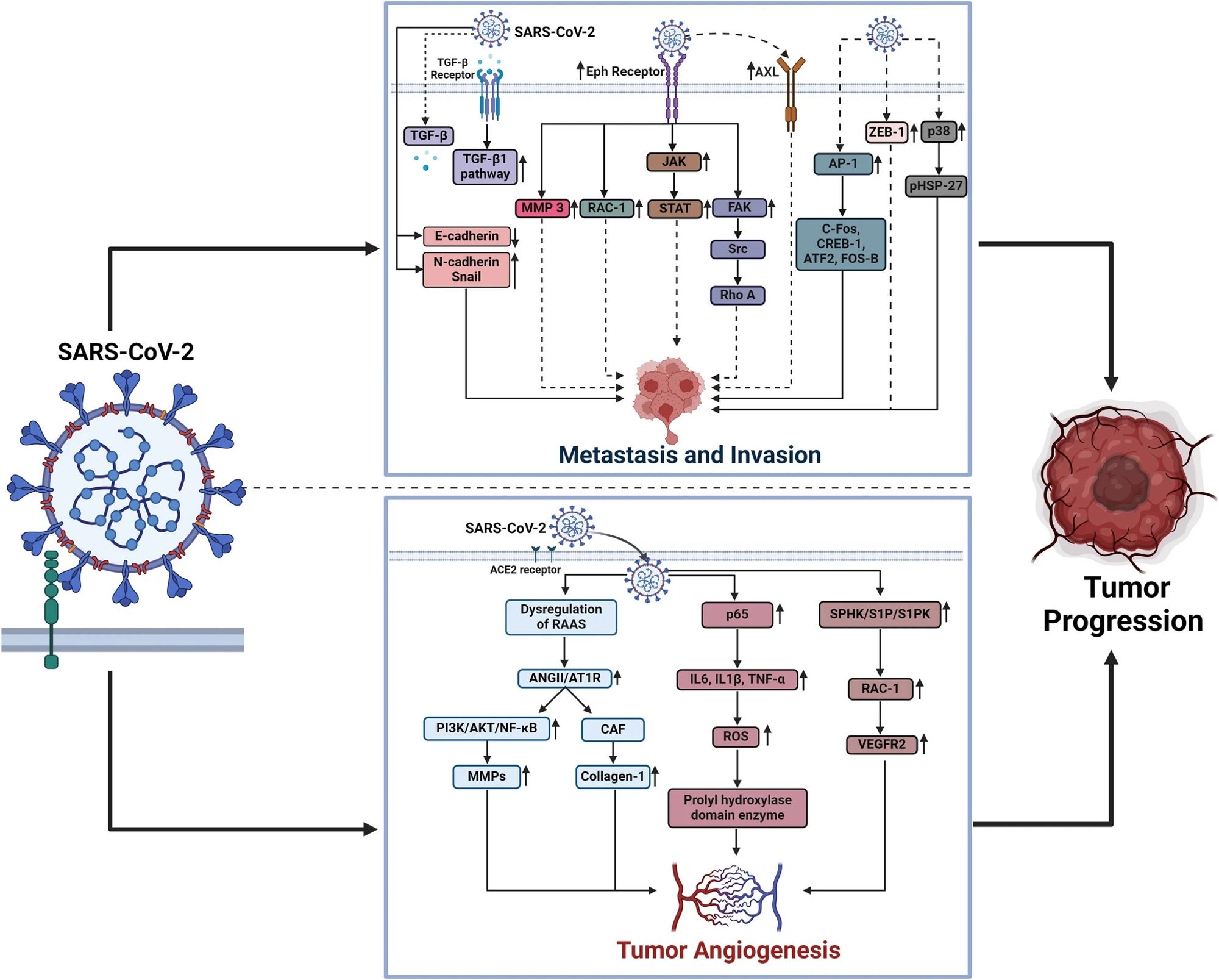 Schematic illustration depicting the shared mechanisms between SARS-CoV-2 and key hallmarks of cancer including sustained proliferative signaling, resisting cell death, genomic instability, dysregulated cellular metabolism and epigenetic reprogramming. The diagram highlights how SARS-CoV-2 interacts with critical oncogenic signaling molecules or pathways. Specific SARS-CoV-2 proteins involved in these processes are marked: NSP (Non-Structural Proteins), N (Nucleocapsid Protein), M (Membrane Protein) and S (Spike Protein). p53, Tumor Protein 53; pRB, Retinoblastoma Protein; RAAS, Renin–Angiotensin–Aldosterone System; E2F1, E2F Transcription Factor 1; SIRT5, Sirtuin 5; ANGII/AT1R, Angiotensin II/Angiotensin II Type 1 Receptor; MAPK/ERK1/2, Mitogen-Activated Protein Kinase/Extracellular Signal-Regulated Kinase 1/2; TGF-β, Transforming Growth Factor Beta; MUC1C, Mucin 1, Cell Surface Associated; MUC5AC, Mucin 5AC; TUB1AC, Tubulin Alpha; CREB, cAMP Response Element-Binding Protein; …