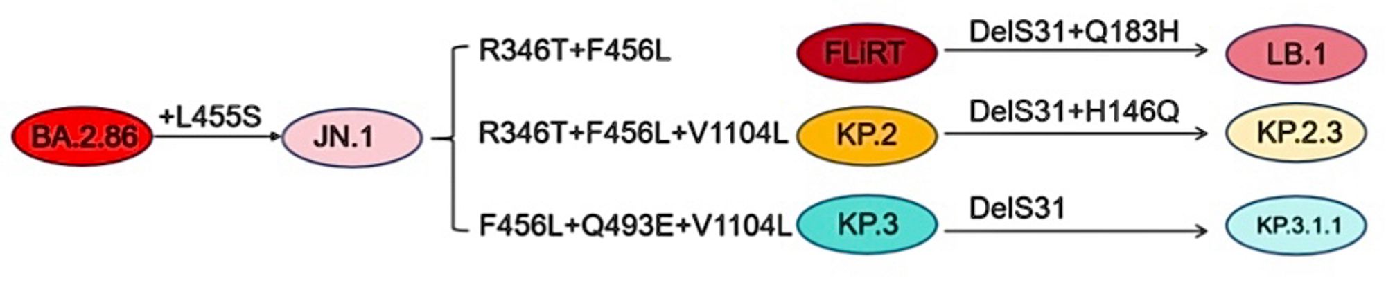 Figure 1: Infectivity of JN.1 subvariants in 293T-ACE2 and CaLu-3 cells. (A) Mutations that characterize JN.1-derived subvariants FLiRT, KP.2, KP.3, LB.1, KP.2.3, and KP.3.1.1.