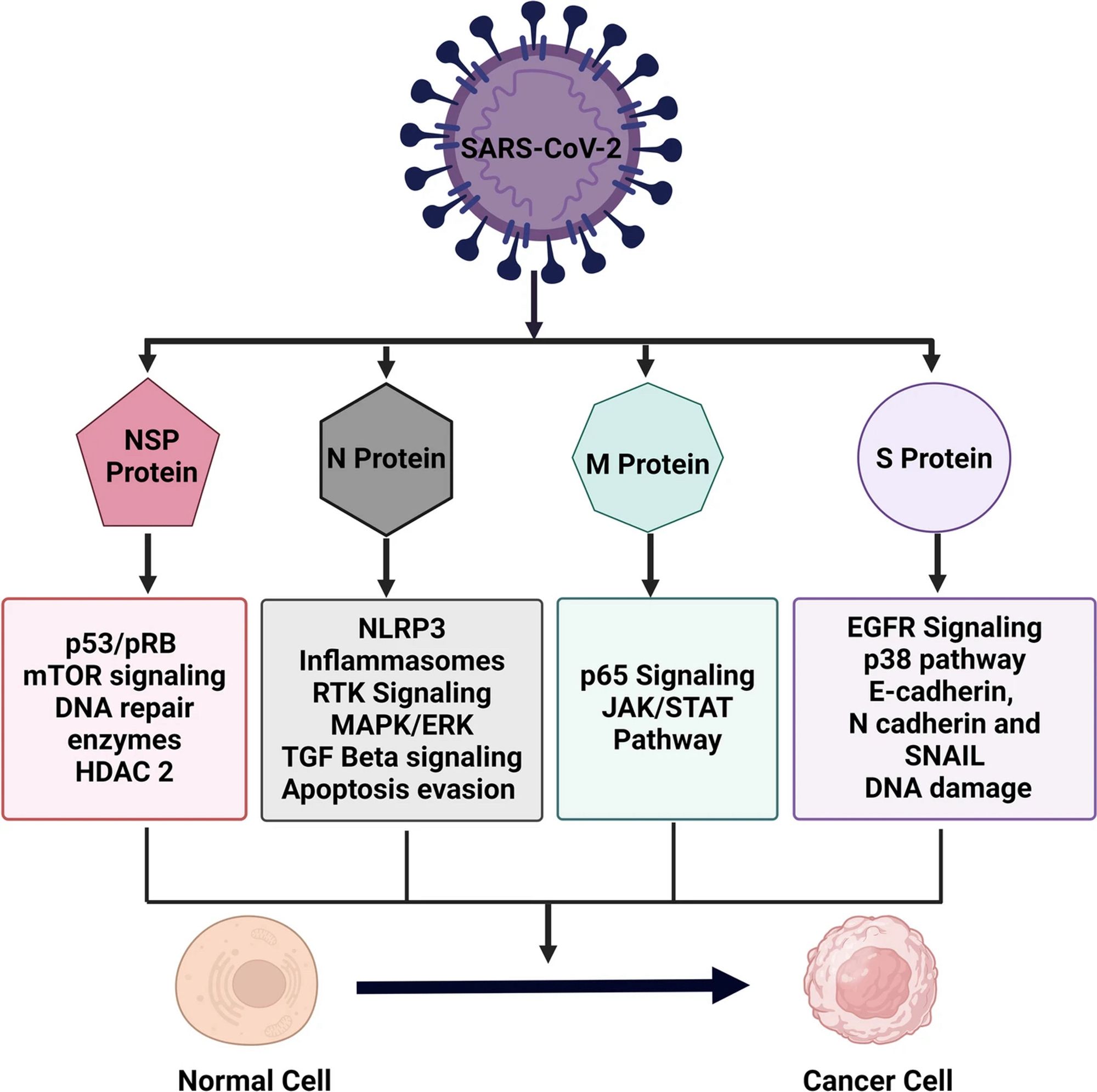 Schematic diagram illustrating various key oncogenic signaling molecules or pathways targeted by SARS-CoV-2 NSP, N, M and S protein. The activation of oncogenic pathways can lead to the conversion of a normal cell into a cancer cell. This image was created using BioRender software