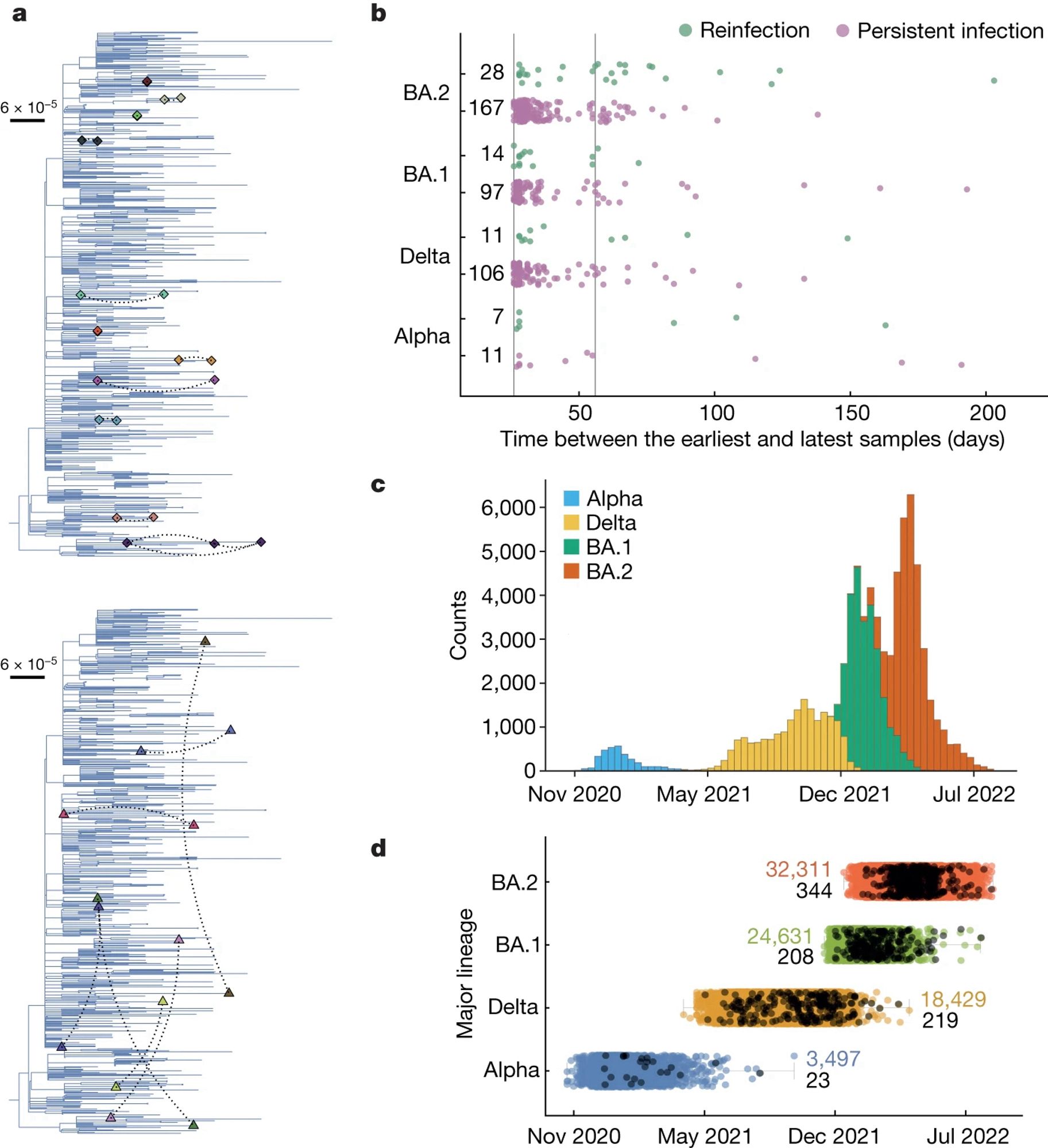 Fig. 1: Individuals identified with persistent SARS-CoV-2 and reinfections with the same major lineage within the ONS-CIS.