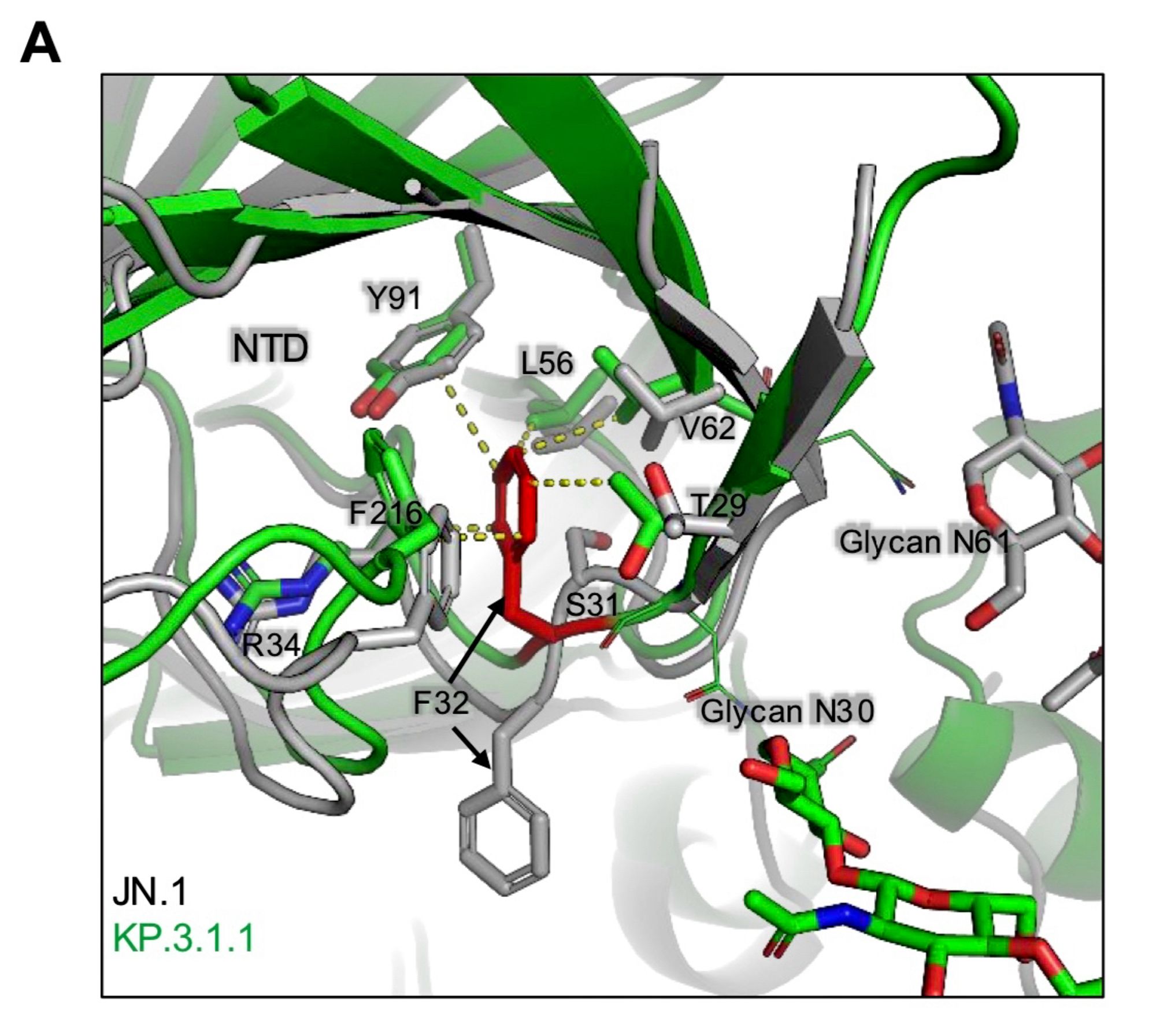 Figure 8: Structural modeling of key NTD mutations in LB.1, KP.2.3, and KP.3.1.1. (A) Structural comparisons of NTD between KP.3.1.1 and JN.1 spike proteins. The DeIS31 mutation shifts F32, thus
altering its side chain direction to form hydrophobic interactions with surrounding NTD core residues, including T29, R34, V62, L56, Y91, and F216, while introducing glycosylation at N30.