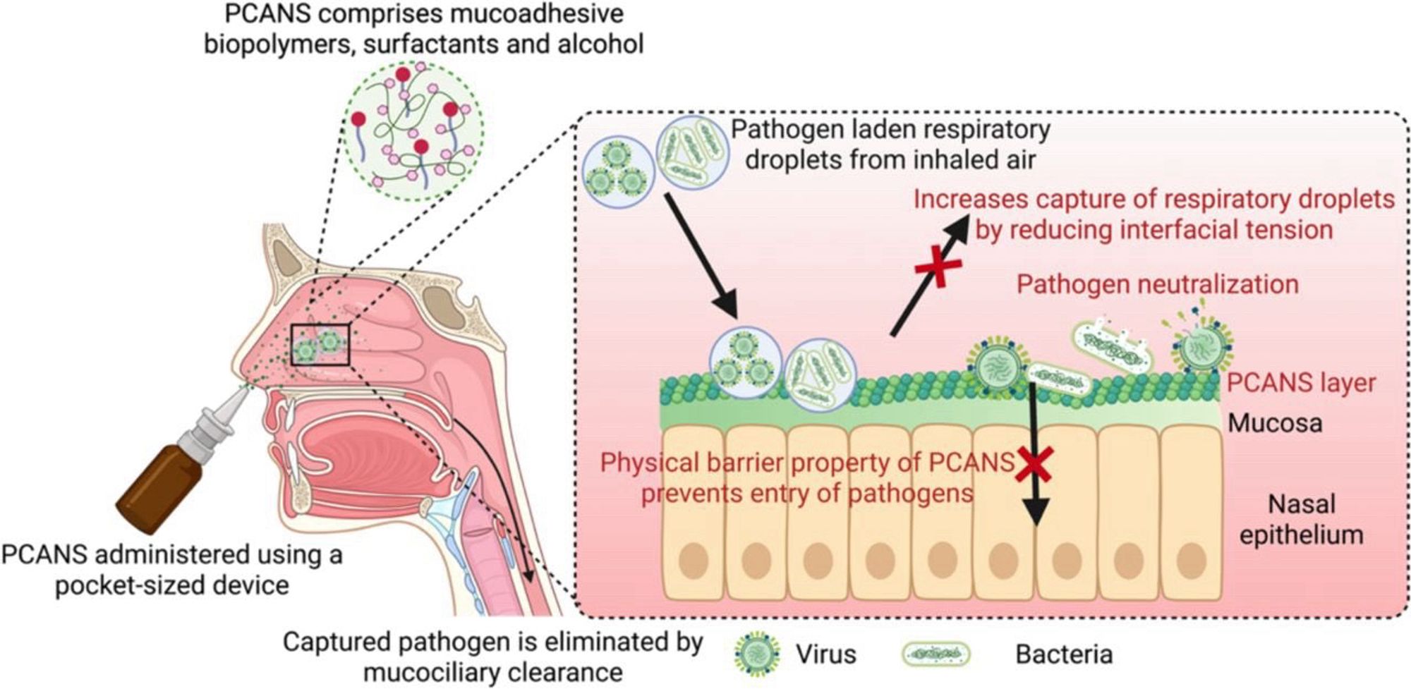 Fig. 1: Pathogen Capture and Neutralizing Spray (PCANS) acts via a multi-pronged approach against respiratory pathogens. An aqueous, "drug-free" solution of PCANS, comprising mucoadhesive biopolymers,
surfactants, and alcohol, is administered using a pocket-sized nasal spray device and undergoes a phase
transition to form a hydrogel layer over nasal mucosa. Surfactants in PCANS reduce interfacial tension of the nasal lining and increase wettability to enhance the capture or reduce the bounce-off of pathogen-laden respiratory droplets from the inhaled air. PCANS layers as a physical barrier preventing the transport of pathogens through the nasal lining. Finally, pathogens are neutralized by biopolymers and surfactants present in PCANS. PCANS is cleared via the native mucosal clearance mechanism and is eliminated through the digestive route.