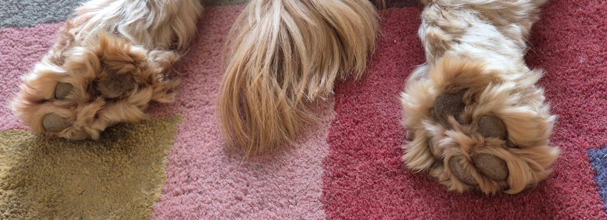 A dog's fluffy back feet and tail on a rug.