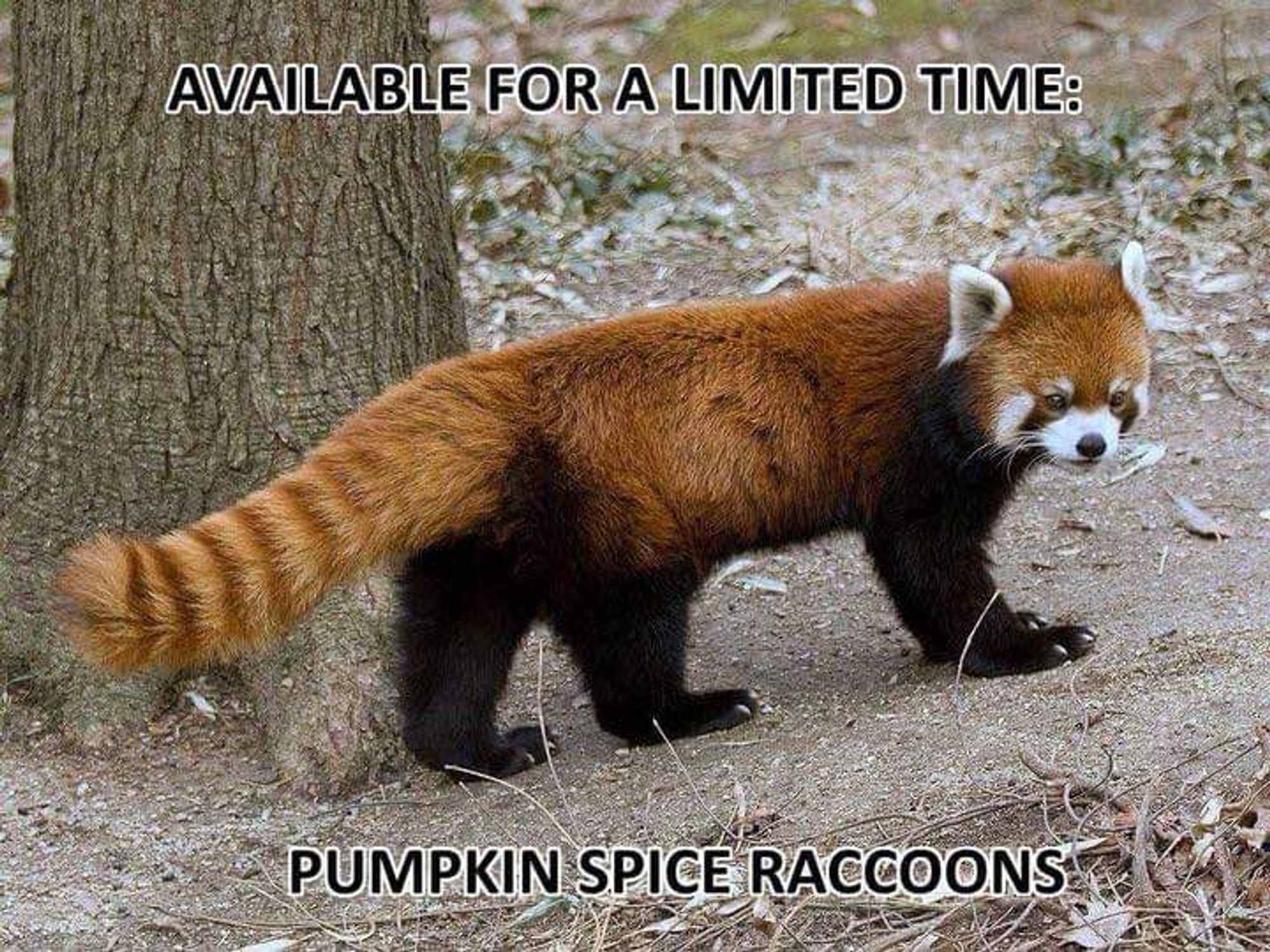 A photo of a Red Panda.  The text on the photo says “Available for a limited time: Pumpkin Spice Raccoons”