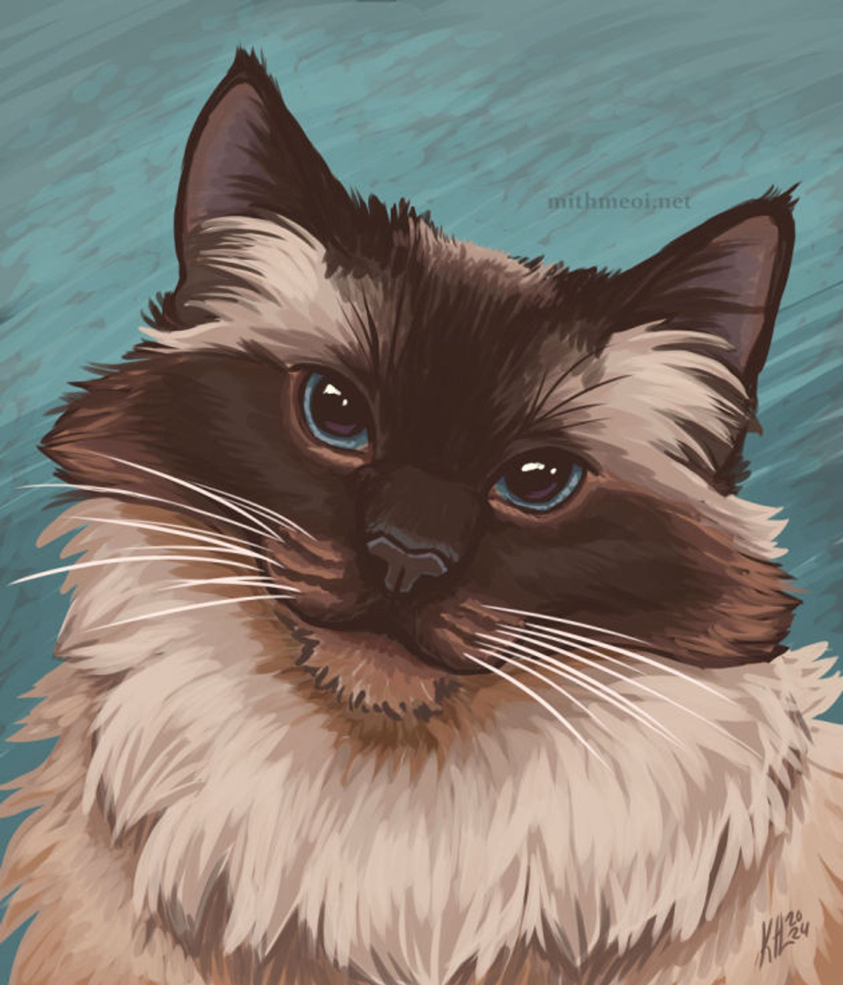 A Himalayan kitty