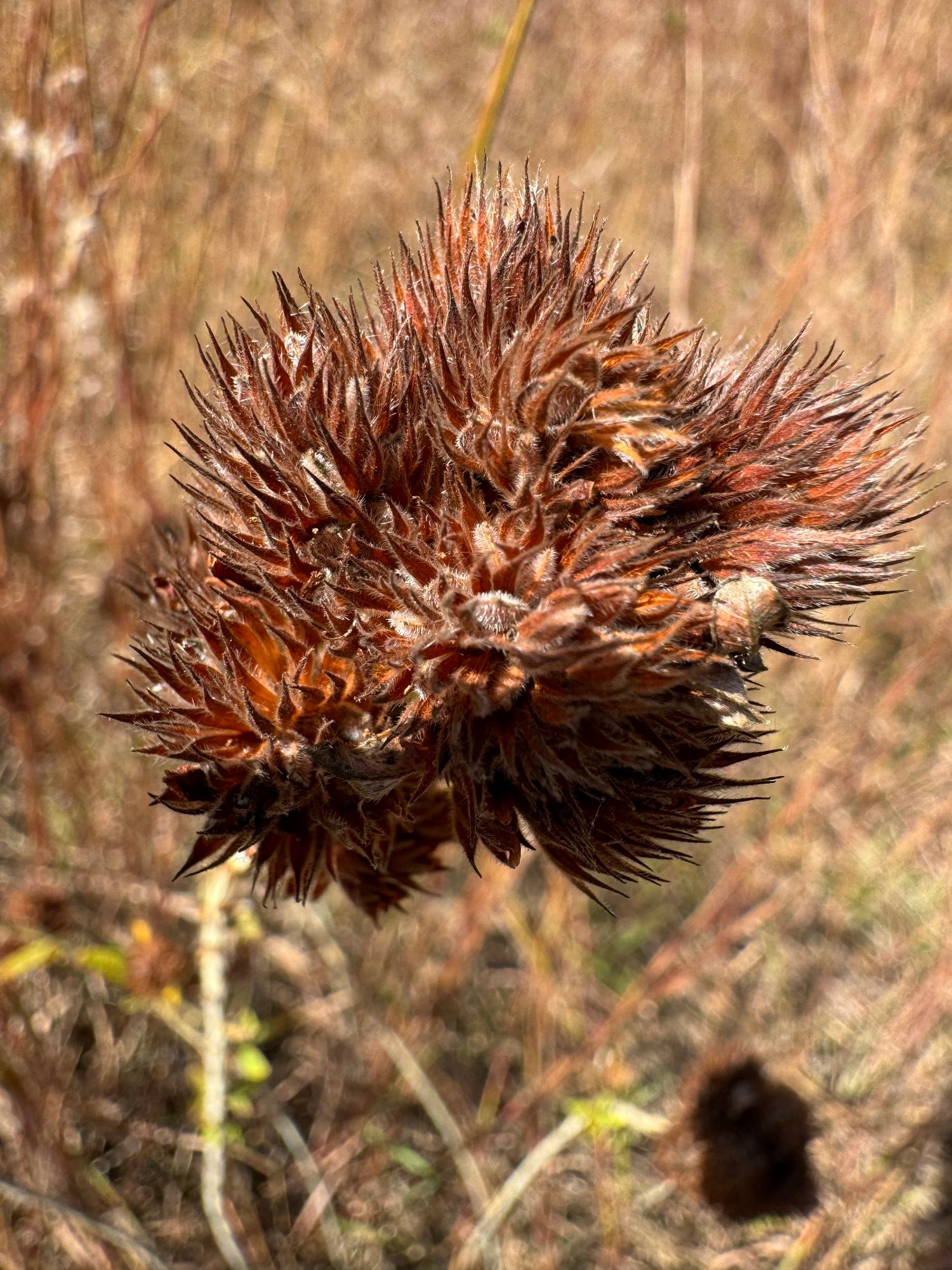 Dark red, brown and black thistle in a field. Pointy spikes around all the edges are ready to catch your clothing to hitch a ride.