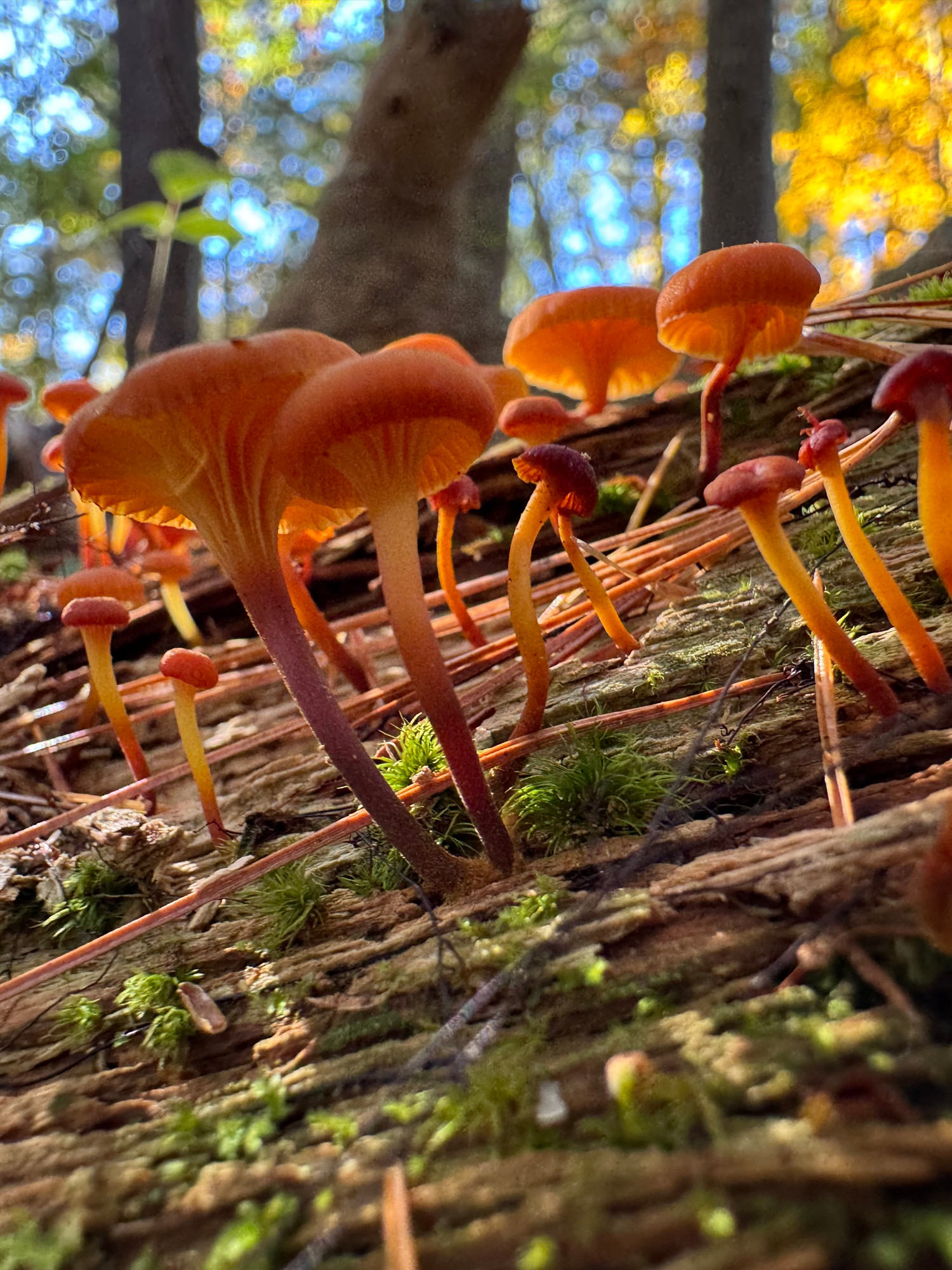 A bunch of small orange mushrooms growing on a brown log with some green moss growing on it. Yellow tree leaves are in the distance 