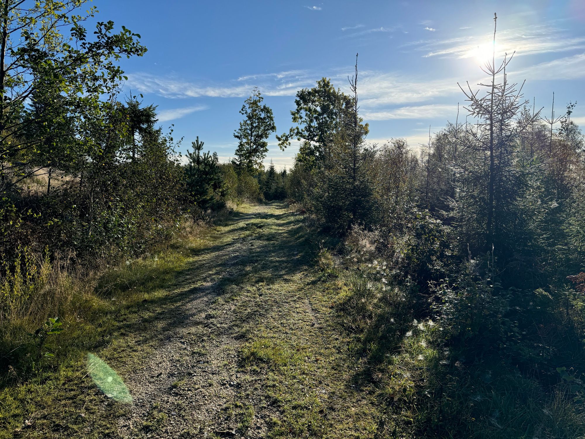 Skogsväg i morgonljuset. 