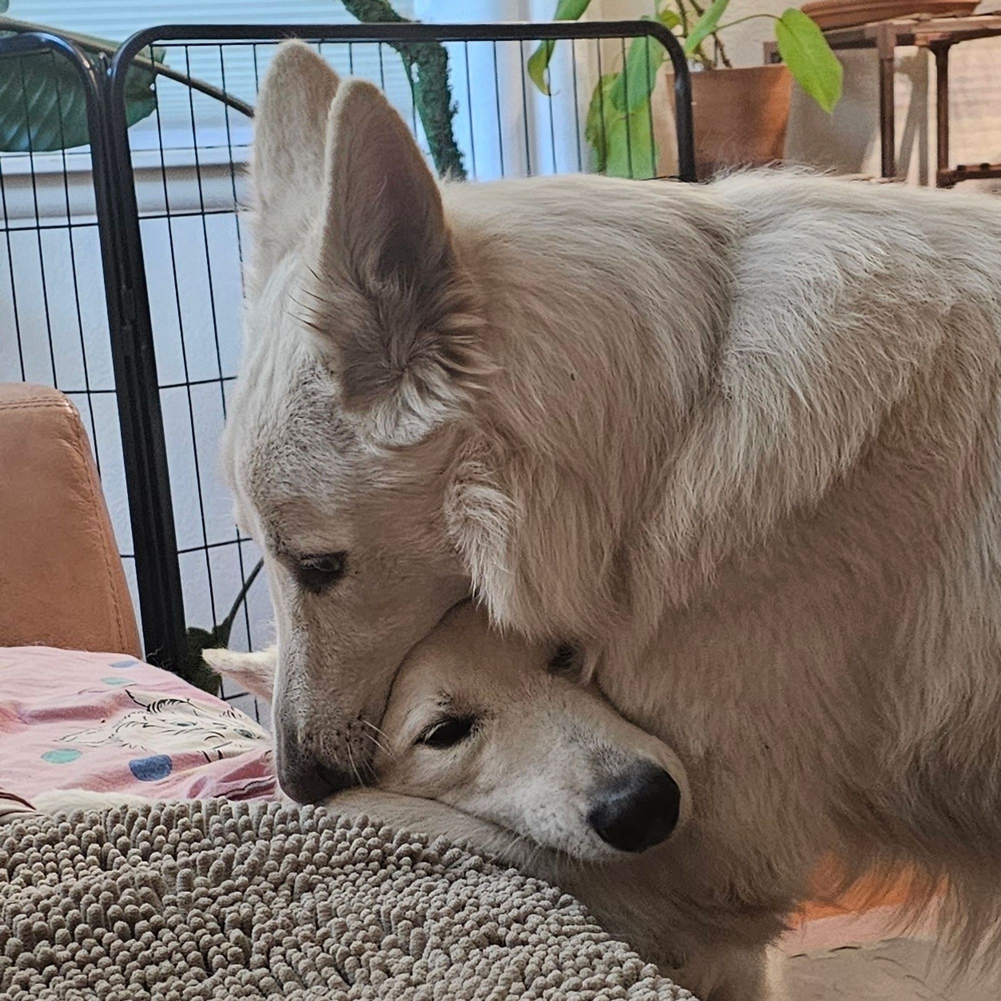 Berger Blanc Suisse a.k.a. White Swiss Shepherd Dogs Fenrir and Blaidd wrestling in the living room. Blaidd has Fenrir's head in his mouth while Fen has Blaidd's leg in his. Two white floofy dogs having fun. They are leaning against a sofa with a gray blanket on it. There are some houseplants in the background.