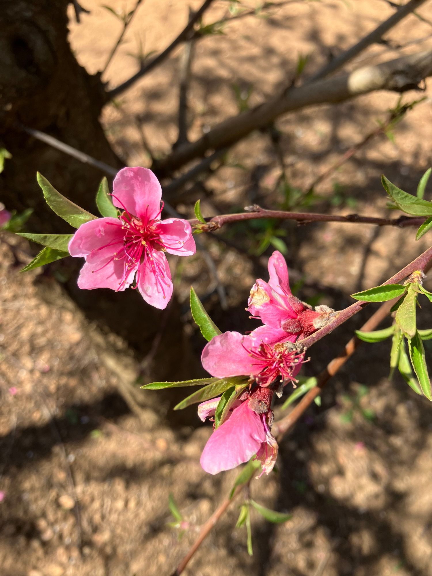 Close up of three bright pink blossoms on a cherry tree. There is a sunny background.