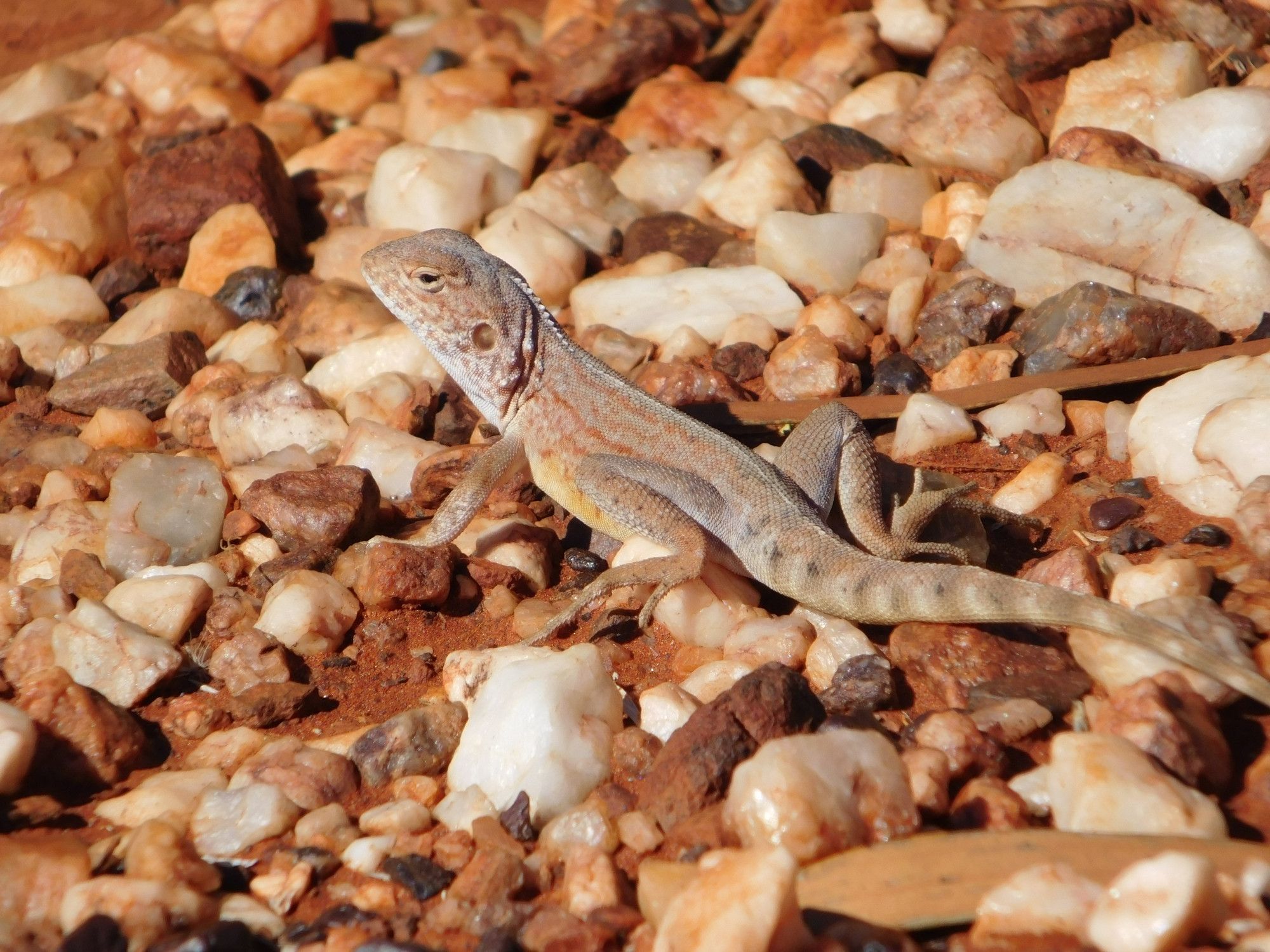 Close up of a small lizard (probably a ring-tailed dragon) crouched on rocky ground. Entire photo, dragon and background alike, are shades of creams through browns through oranges.