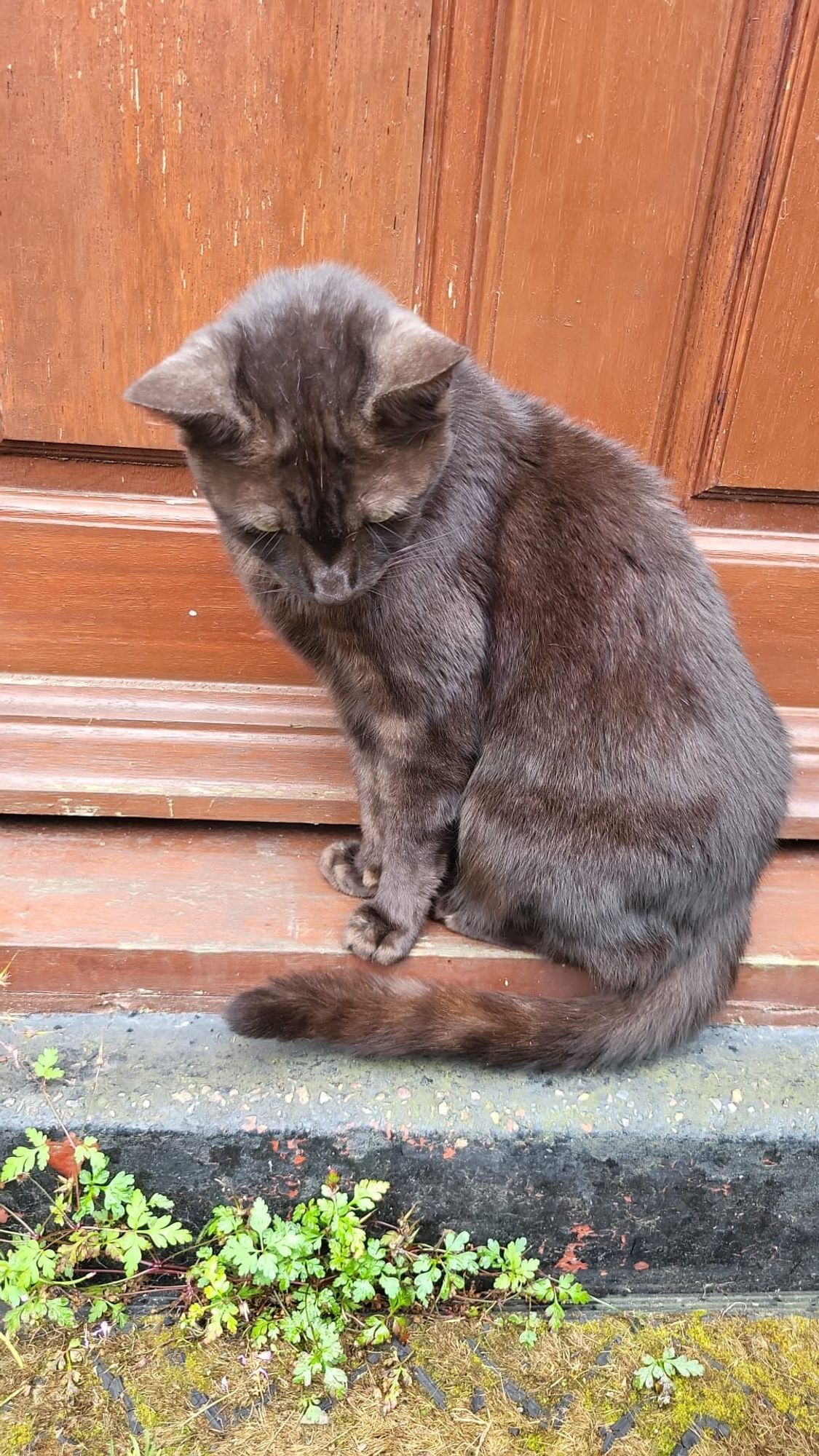 Chocolate-brown cat sitting on a wooden doorstep