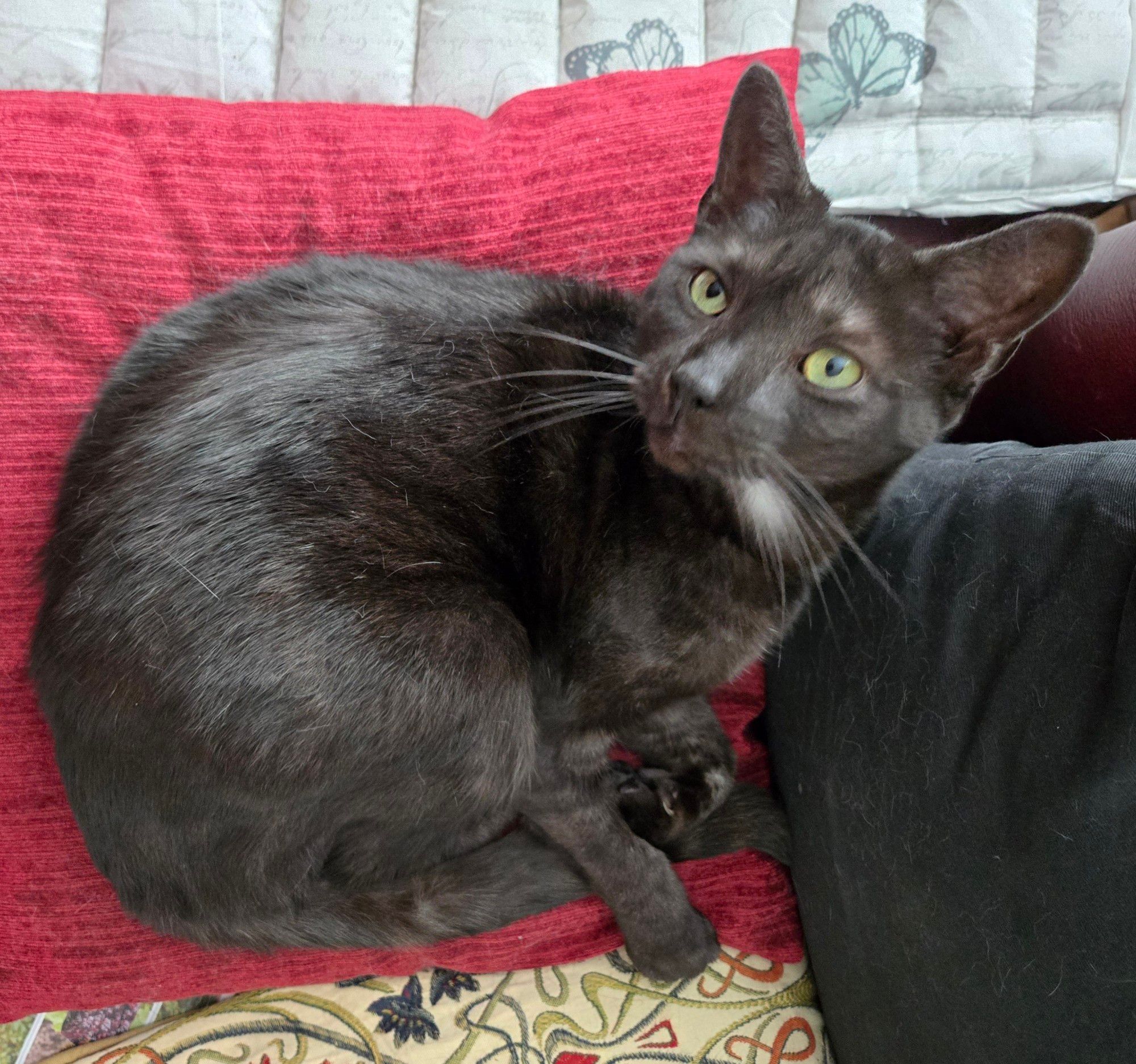 A brown cat on a red pillow