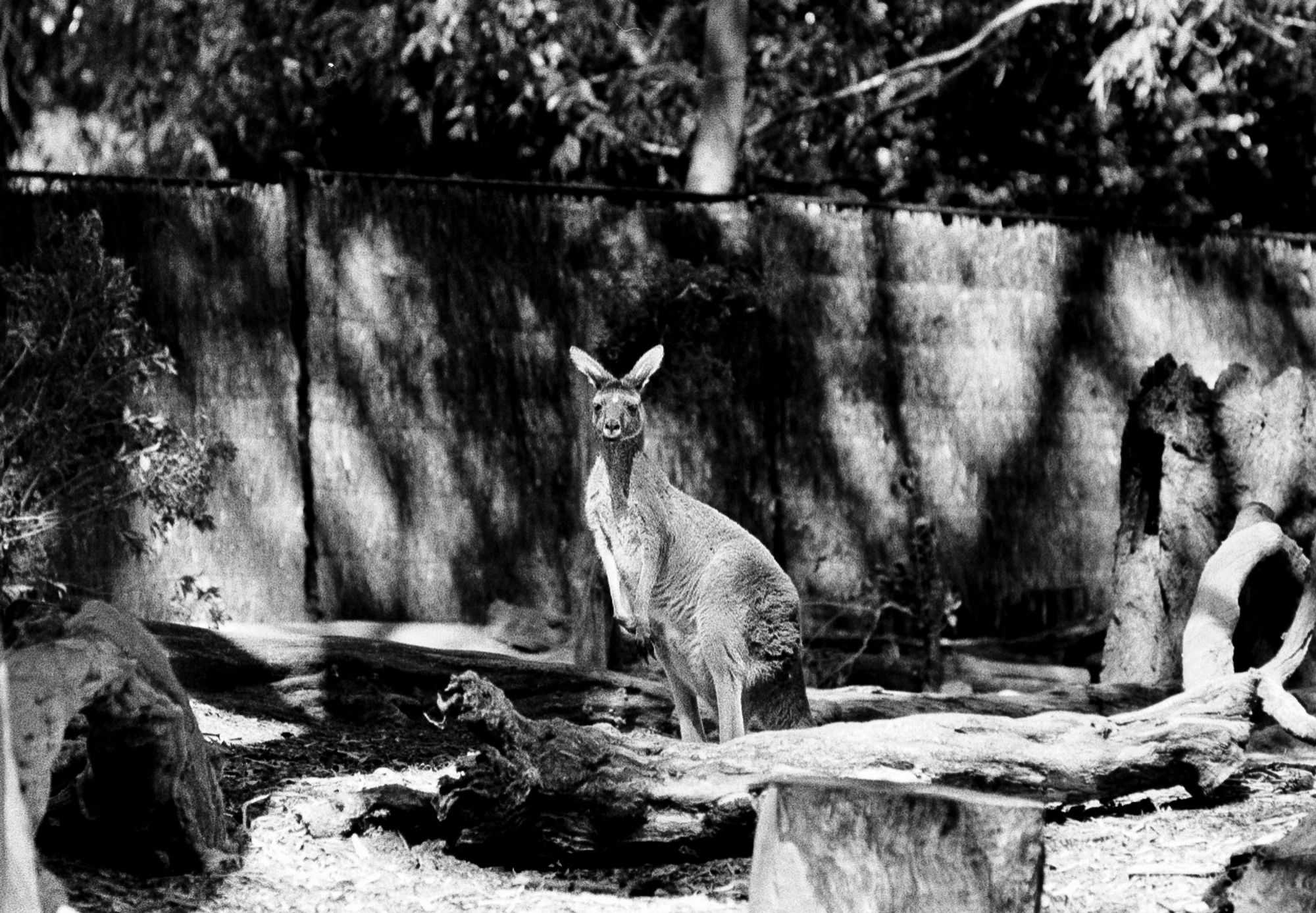 Grey Kangaroo at attention