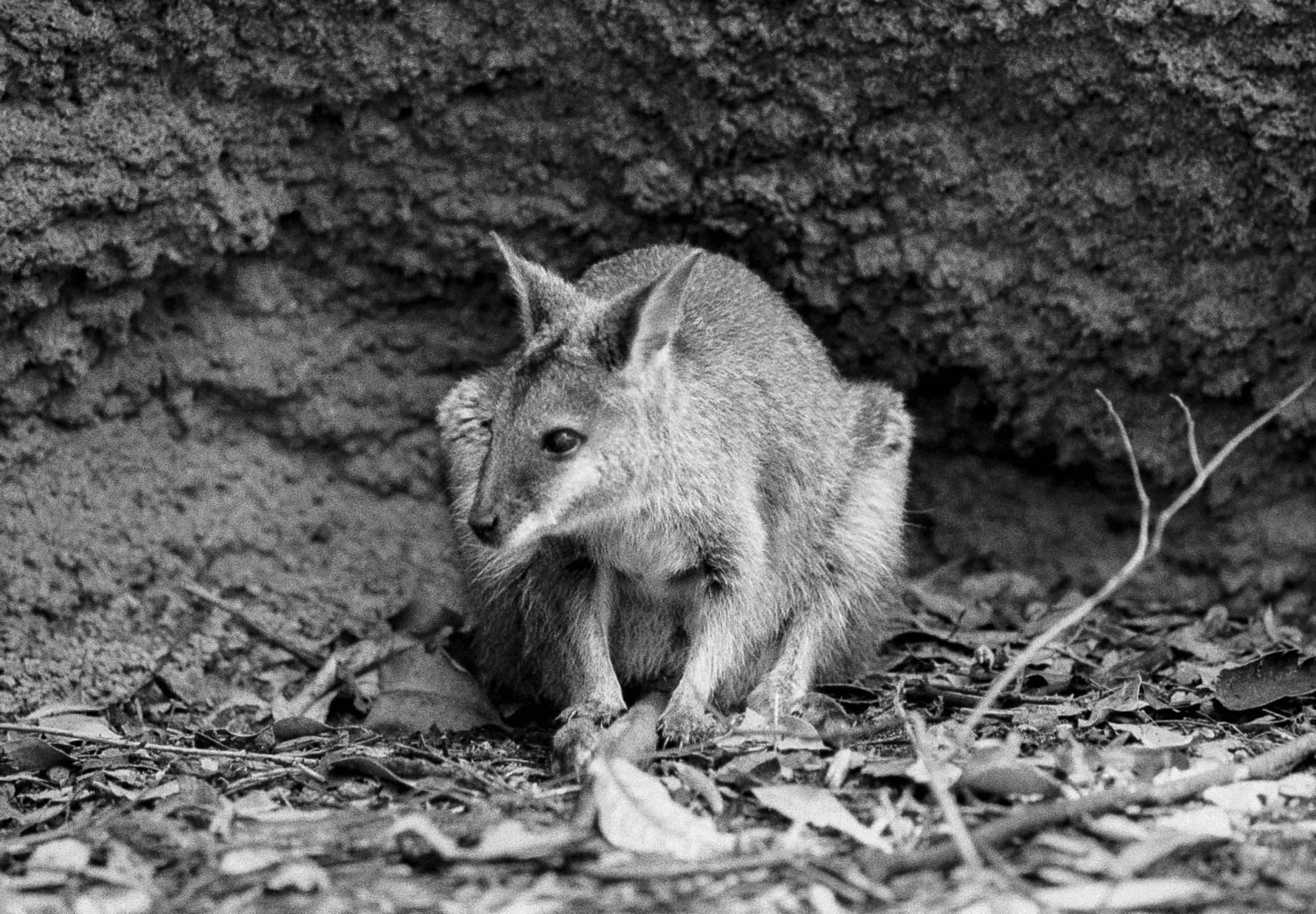 Cute little wallaby