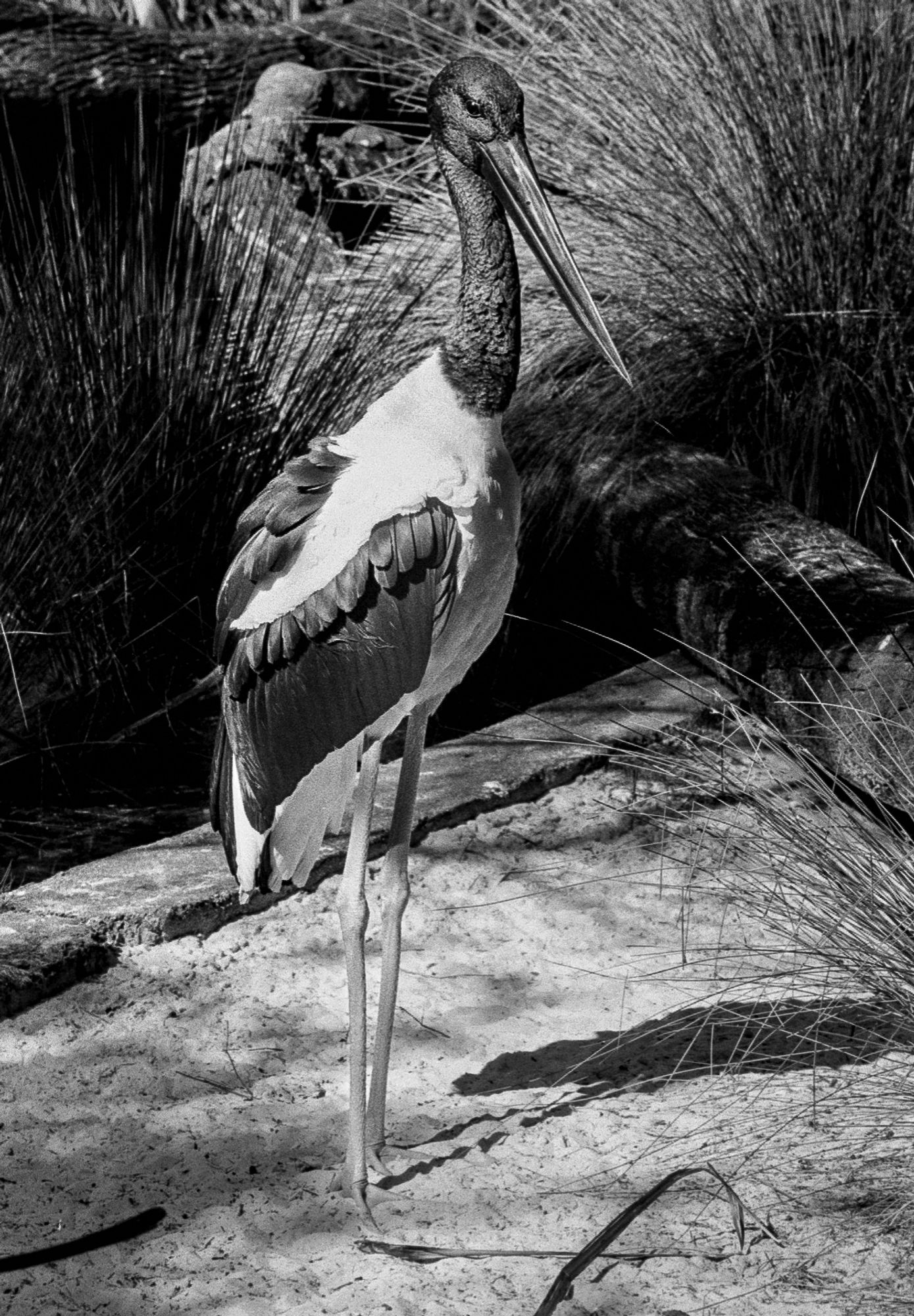 Black-necked stork