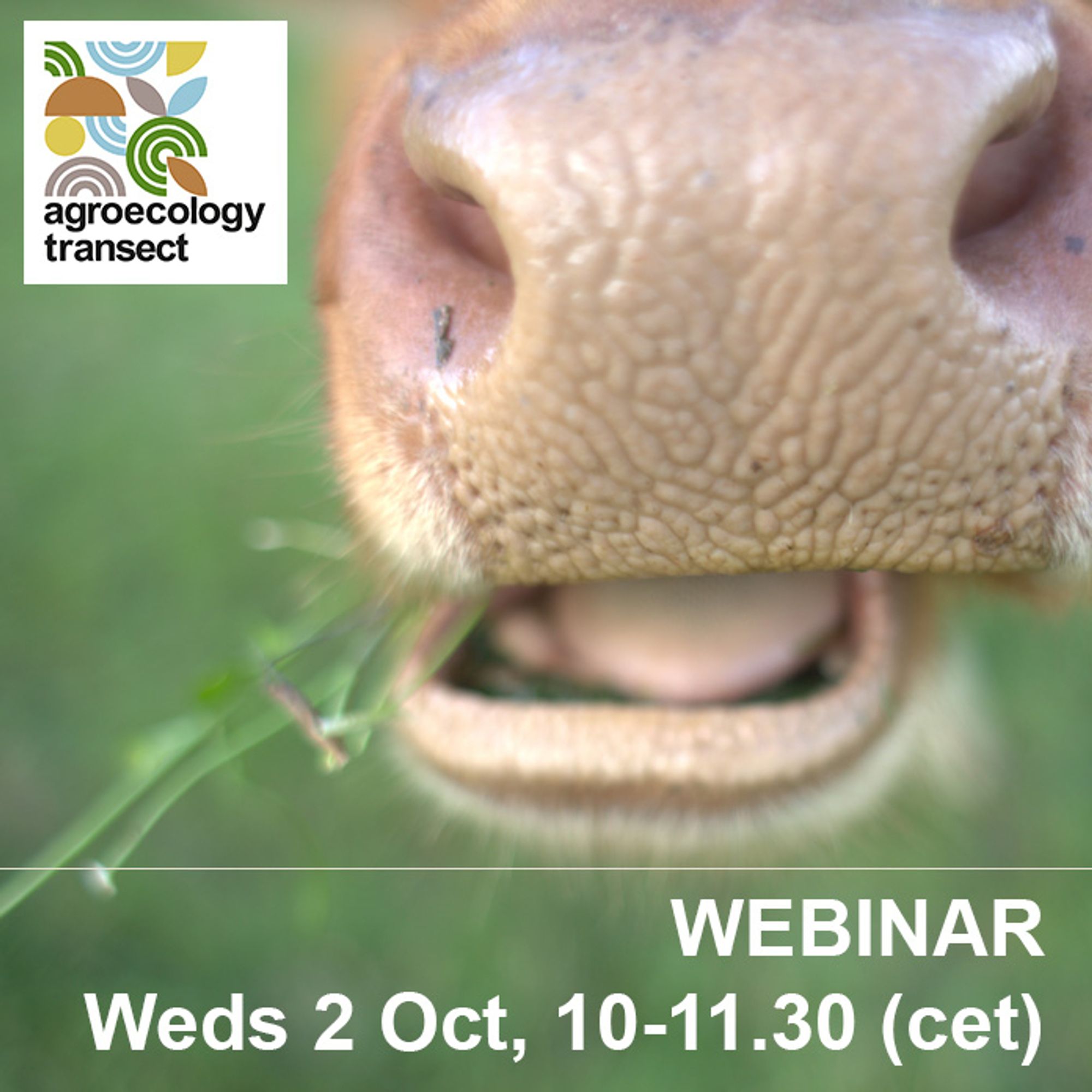 Cow chewing grass, to promote webinar about ruminants