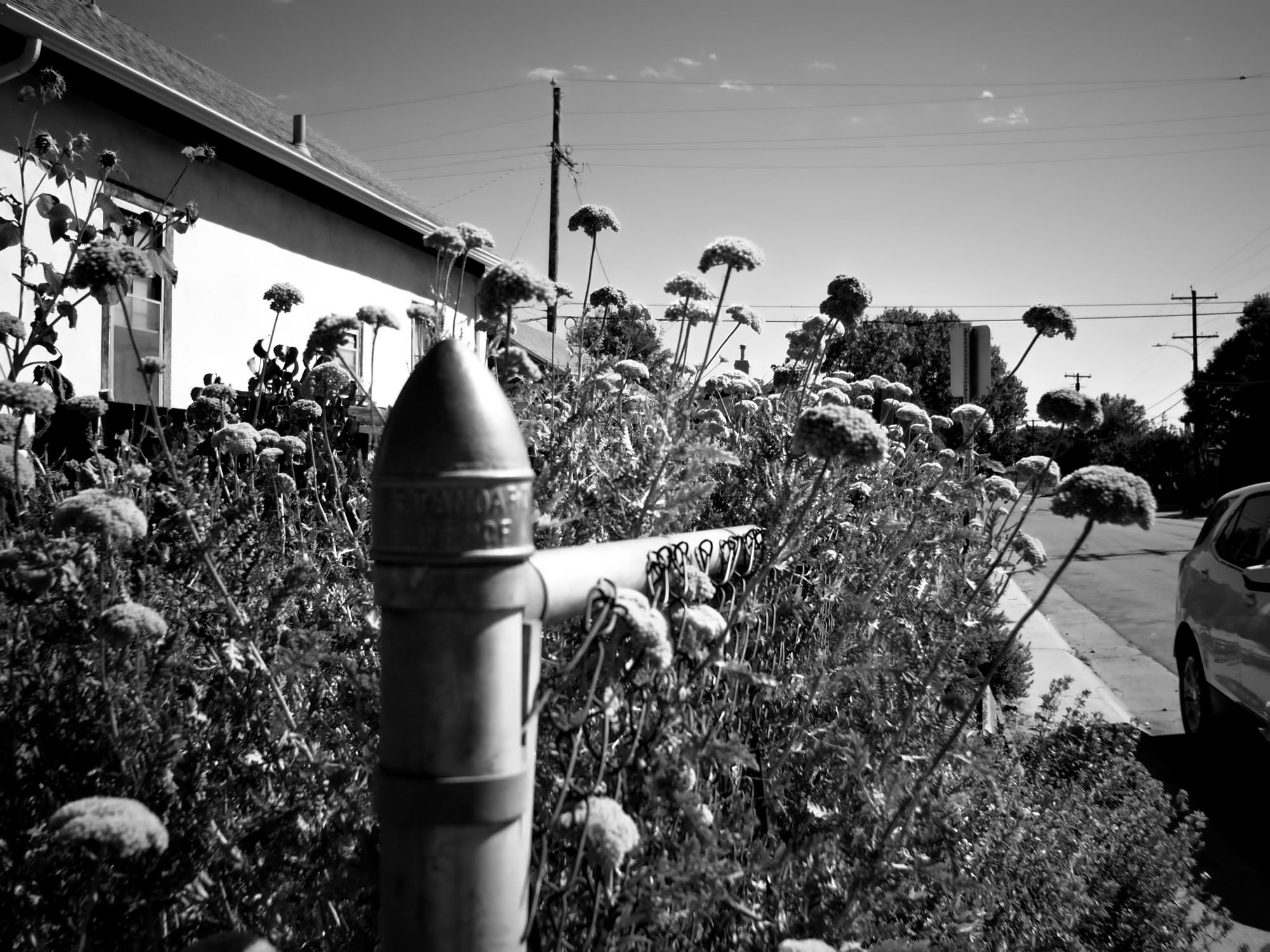 A photo of yellow yarrow overtaking a chain link fence. Because the image is black and white you can’t see that the yarrow is burnt and dull instead of bright yellow.