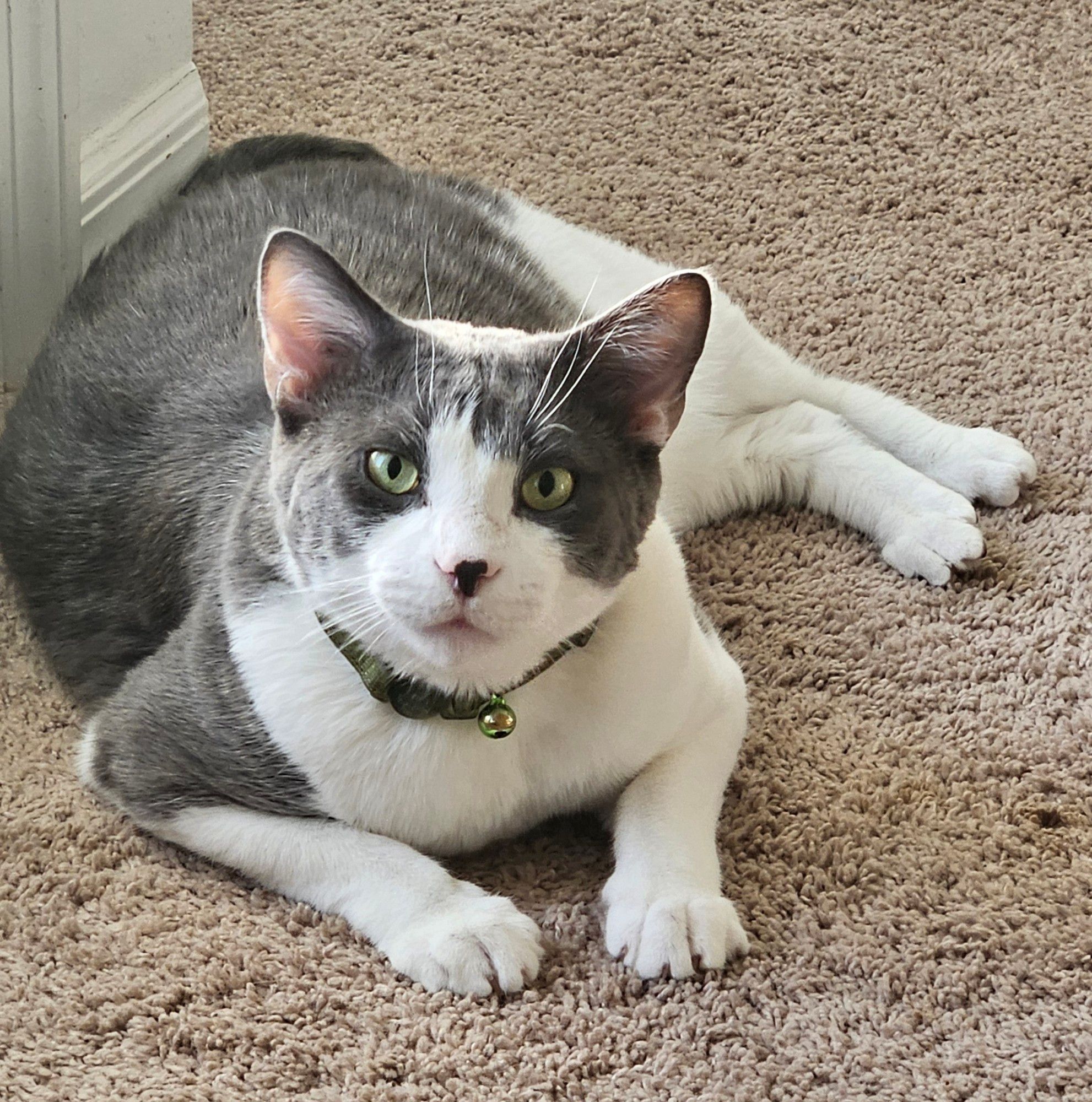 Gray and white cat half lying on his side, half alert and ready to jump.