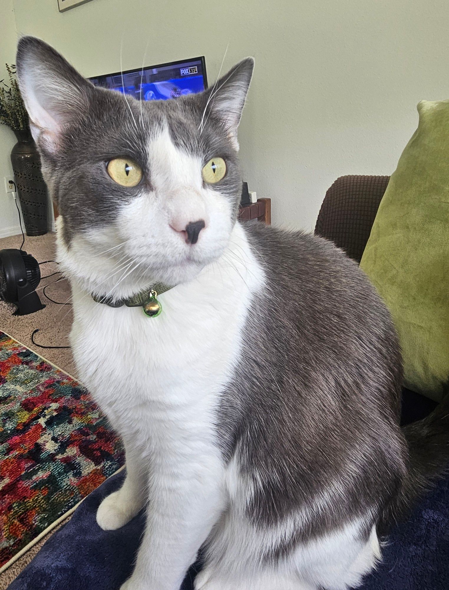 My gray and white cat, Mo, with his green eyes wide open —facing away from the Buccaneers-Lions game on the TV.